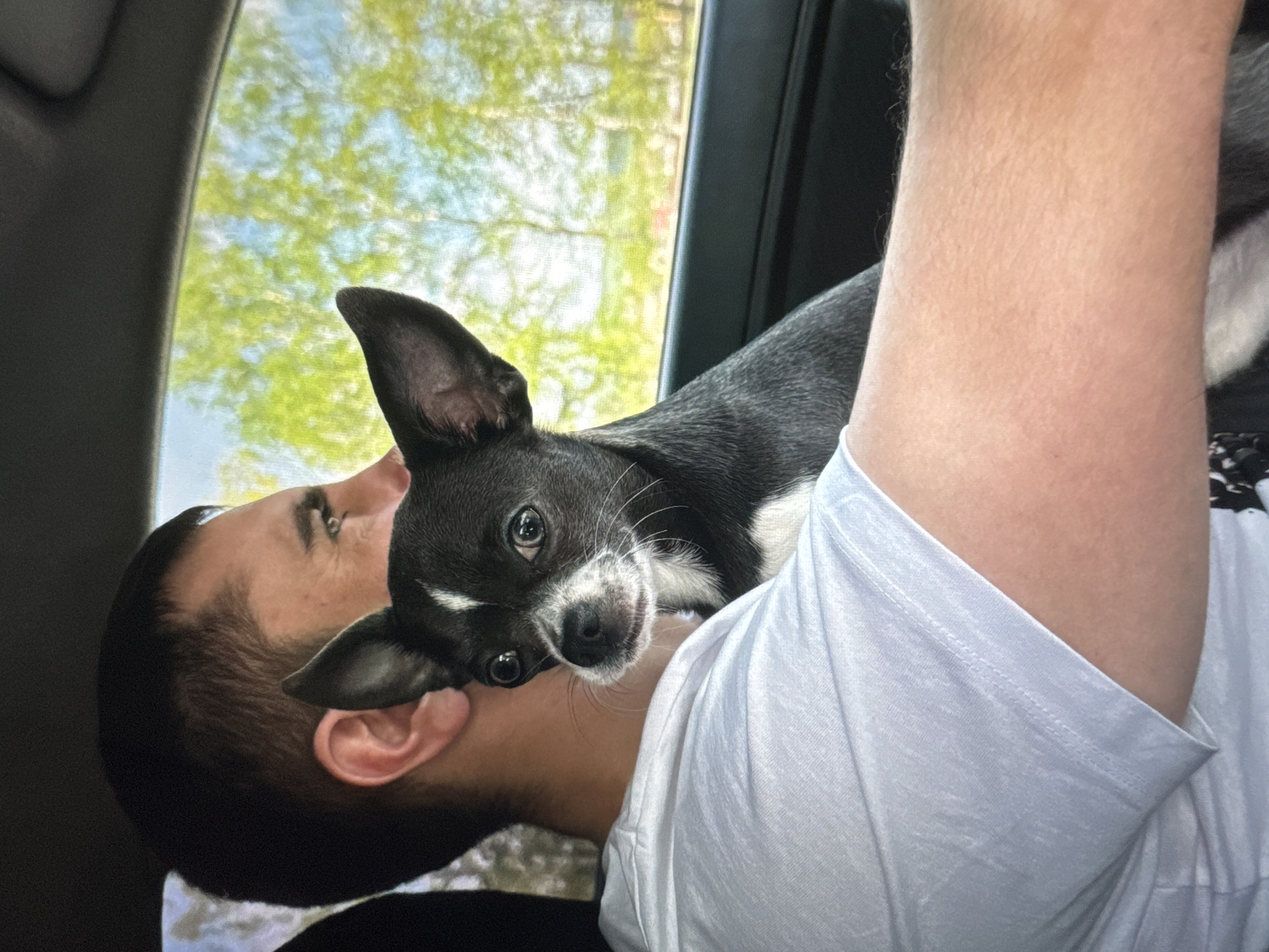 A small black and white Chihuahua rests on the shoulder of a person. The dog's face is turned towards the camera, with its large dark eyes looking directly at the viewer. Its ears are perked up, and its snout is resting near the person's ear and cheek. The person is wearing a white t-shirt. The background shows greenery and a blue sky through what appears to be a car window, suggesting they are traveling. The lighting suggests it is daytime, with the sun illuminating the scene. The overall mood appears to be affectionate and relaxed, with the dog comfortable in its position. The scene is set in Novinki, Russia.