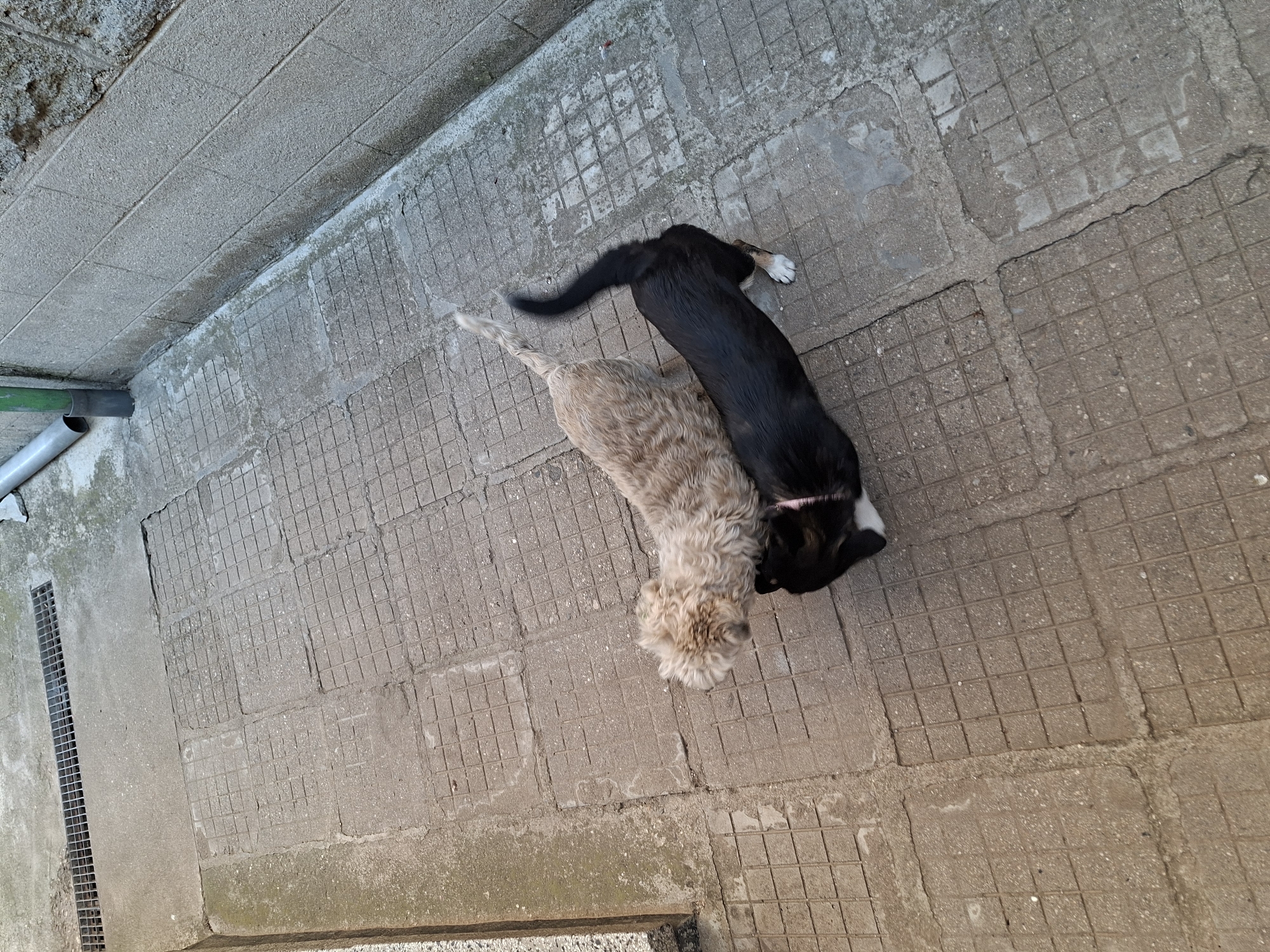 Two young dogs, one with light tan, curly fur and the other black and white, are interacting on a textured, tiled outdoor surface. The tan dog is lying down, with its head near the black and white dog's hindquarters. The black and white dog is standing, with its tail raised and curved. It appears to be sniffing or playing with the tan dog. A thin pink collar is visible around the black and white dog's neck. The ground is composed of square tiles with a grid pattern, showing some wear and tear, with cracks and unevenness in places. In the upper left of the image, a green pipe and a section of concrete wall are visible. To the left of the dogs, a metal grate is embedded in the concrete. The lighting suggests it is daytime, and the scene appears to be in a backyard or an outdoor utility area.