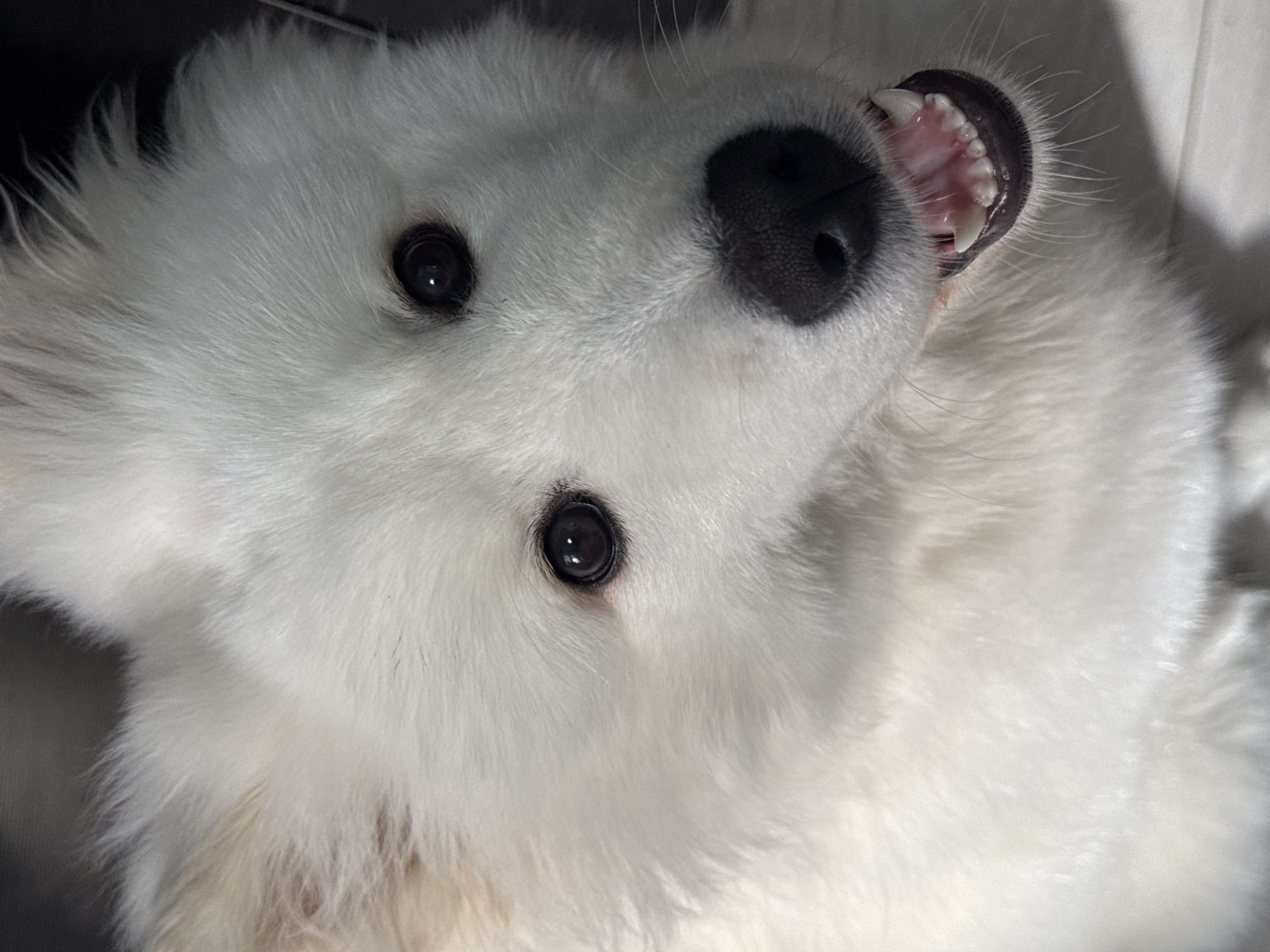 A close-up, high-angle shot captures a white dog, likely a puppy, lying on its back with its head tilted. The dog's fluffy, bright white fur dominates the frame, contrasting with its dark, expressive eyes and shiny black nose. Its mouth is slightly agape, revealing small, sharp, pristine white teeth and pink gums, suggesting a playful or curious demeanor. The eyes are wide and reflective, showing bright catchlights that indicate an indoor light source. The background is dark and out of focus, providing no specific details about the immediate surroundings but suggesting an indoor setting. The image emphasizes the dog's facial features and the texture of its dense fur. No text is visible. The scene takes place in Chaikovsky, Russia.