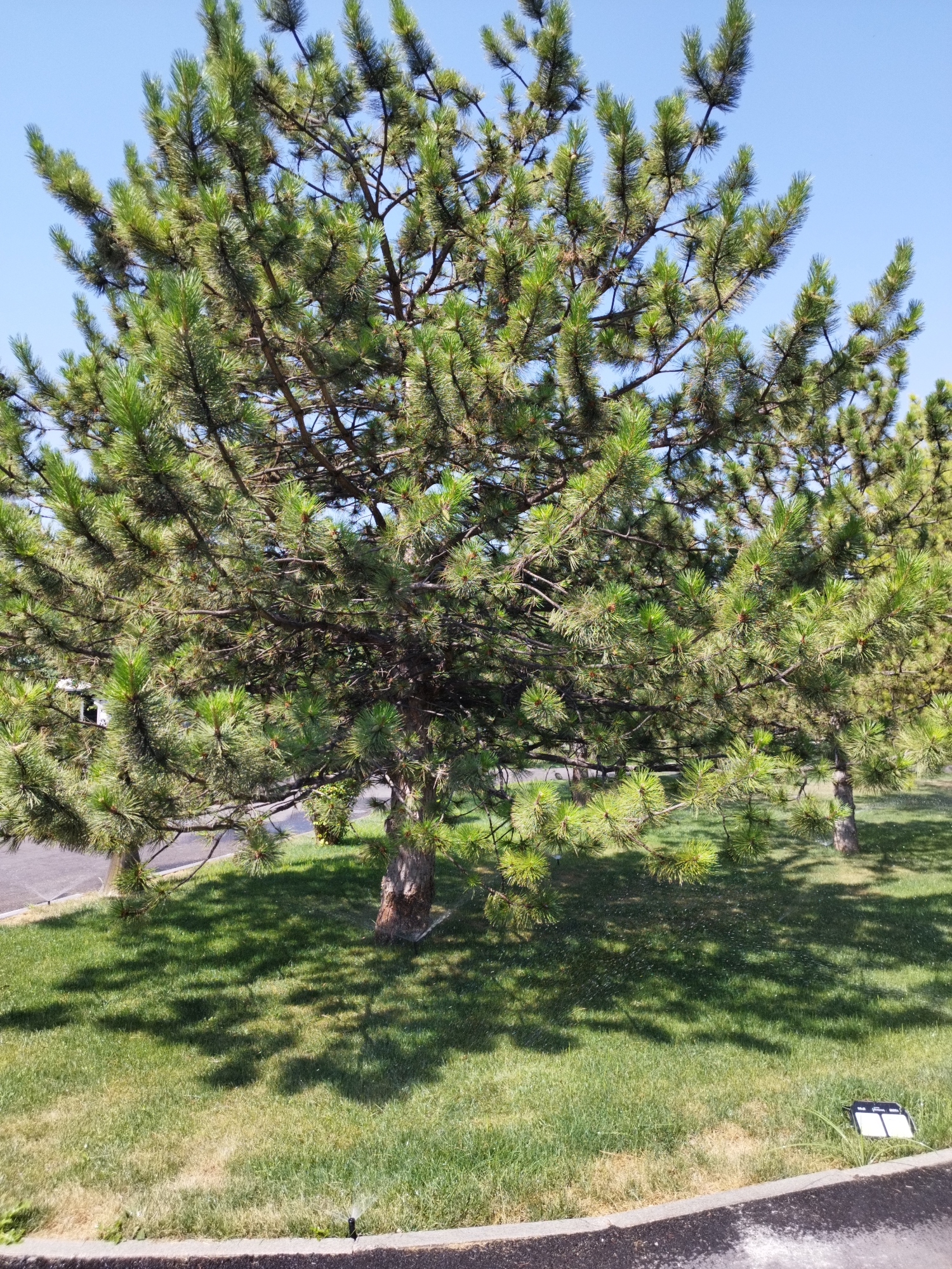 A mature pine tree stands in a grassy area on a sunny day. The tree's branches are full of green needles and cast dappled shadows on the lawn. To the left of the tree, a paved surface can be seen. In the foreground, a sprinkler is visible, suggesting the lawn is being watered. A small solar-powered light is also present on the grass, near the edge of the paved area. The sky above is a clear blue. The scene appears to be in a park or a well-maintained outdoor space.