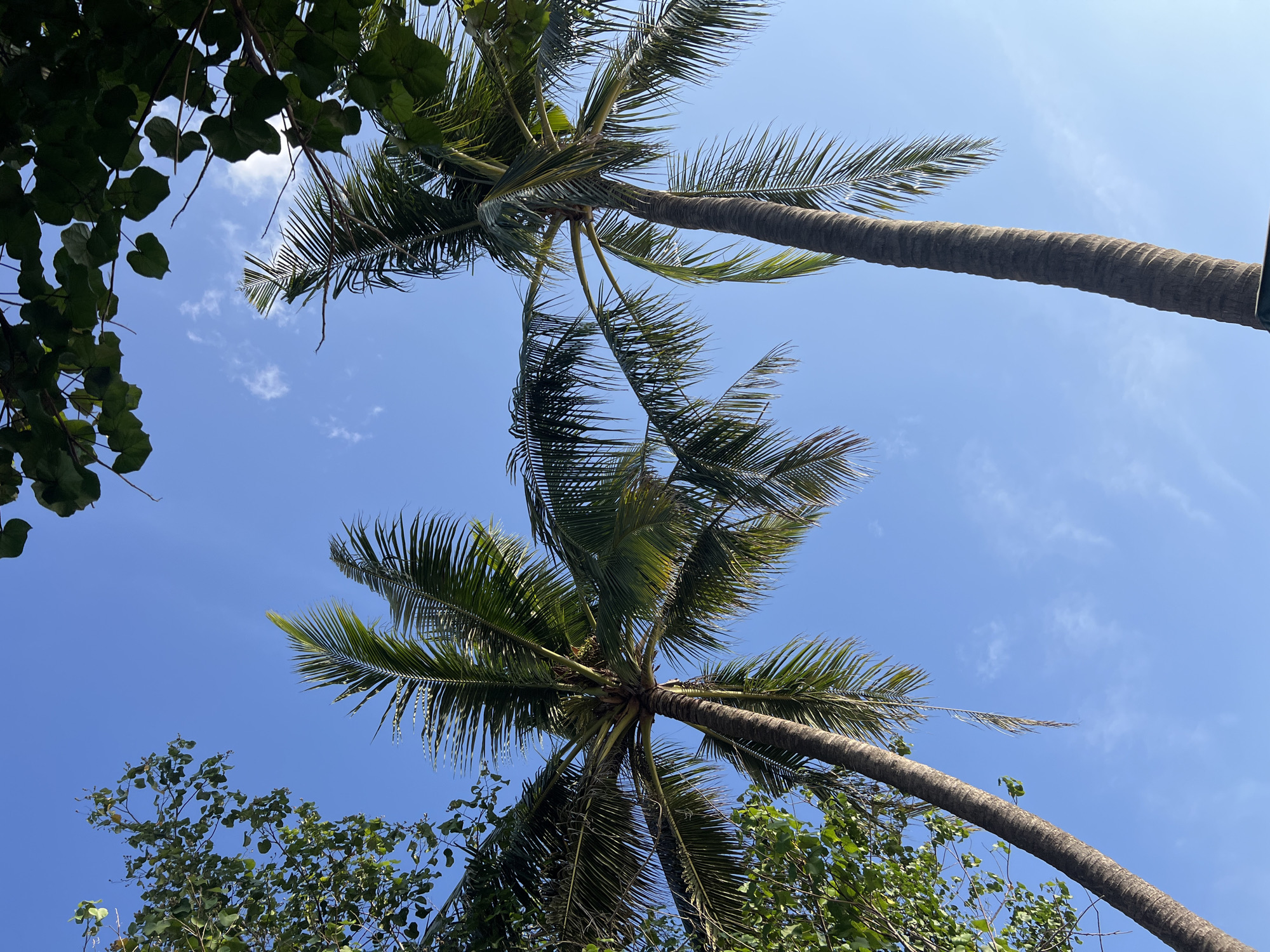 The image captures a low-angle view of two tall coconut palm trees against a clear blue sky with scattered wispy white clouds. The fronds of the palms are lush and green, casting shadows. In the upper left and upper right corners, the dark green leaves of other trees frame the sky. The scene is set in Kuta, Indonesia, a popular tourist destination known for its beaches and palm-lined streets. The image depicts a peaceful, natural environment, possibly a park or a beachfront area, bathed in natural daylight. There are no people or discernible human activity in the frame.