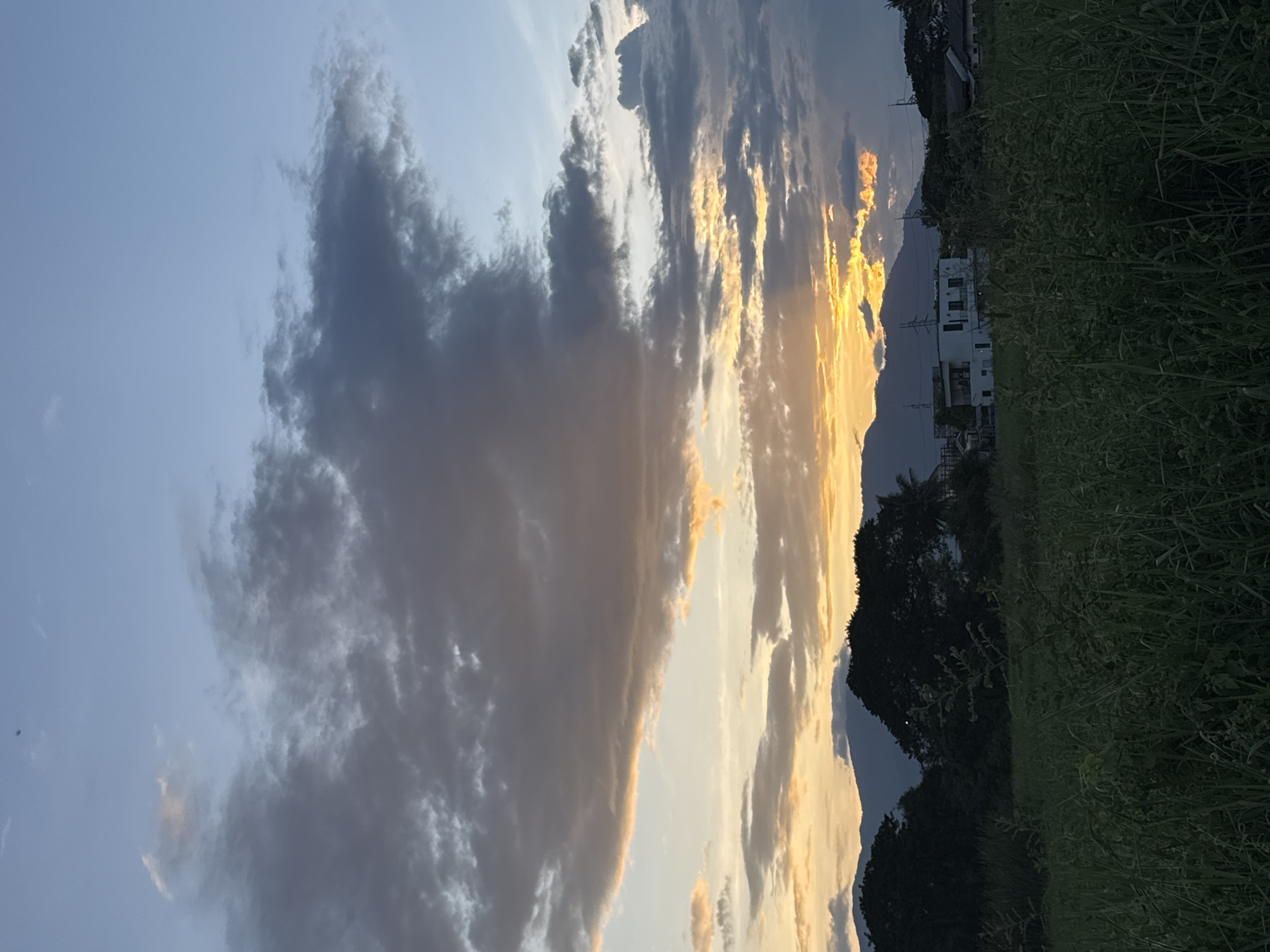 This is a vertically oriented, eye-level photograph of a rural landscape at sunset in Thailand. The sky dominates the upper portion of the image, filled with dramatic, textured clouds. The clouds range in color from deep gray on the left to bright, warm yellows and oranges on the right, suggesting the setting sun is breaking through them. The sunlight illuminates the edges of some clouds, creating a vibrant contrast.
Below the sky, the middle ground features a line of dark silhouetted trees and hills. Nestled among the trees are a few buildings, including a white multi-story structure with visible windows. Power lines are also visible stretching across the landscape.
The foreground is filled with lush, green vegetation, likely tall grass or crops, which appears slightly out of focus. The overall mood is serene and atmospheric, capturing the beauty of a tropical sunset. The lighting indicates it is late evening, with the sun low on the horizon. There is no visible text in the image.