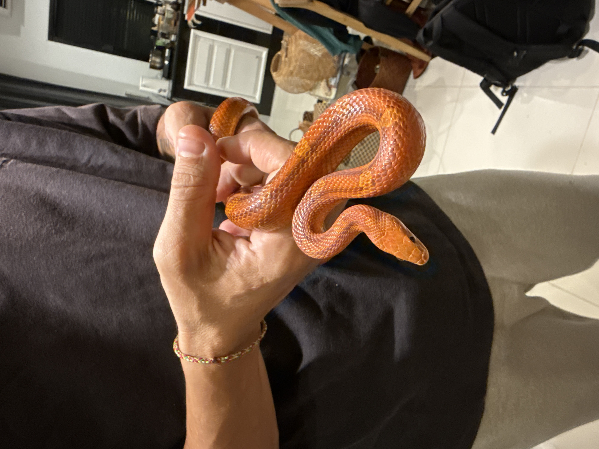 An indoor, eye-level shot captures a person holding an orange-patterned snake. The snake, likely a corn snake, is the central focus, coiling around the person's right hand and fingers. Its scales are a vibrant orange with subtle reddish-brown or darker orange blotches, and its head is visible facing the right side of the frame. The person's left hand and forearm are also visible, featuring a colorful, beaded bracelet around the wrist. The person is wearing a dark grey or black t-shirt or casual top.
The setting appears to be a casual indoor space, possibly a home. The background features a white tiled floor on the right side. In the upper left background, there are hints of furniture or shelving with various objects, including woven baskets and what looks like a black backpack. The lighting suggests a well-lit interior, possibly daytime, with some shadows visible on the person's clothing and the floor. No text is visible in the image. The overall impression is a calm interaction between the person and the snake. The scene aligns with the provided location context of ตำบลเกาะพะงัน, Thailand, where tiled floors are common in residential settings.