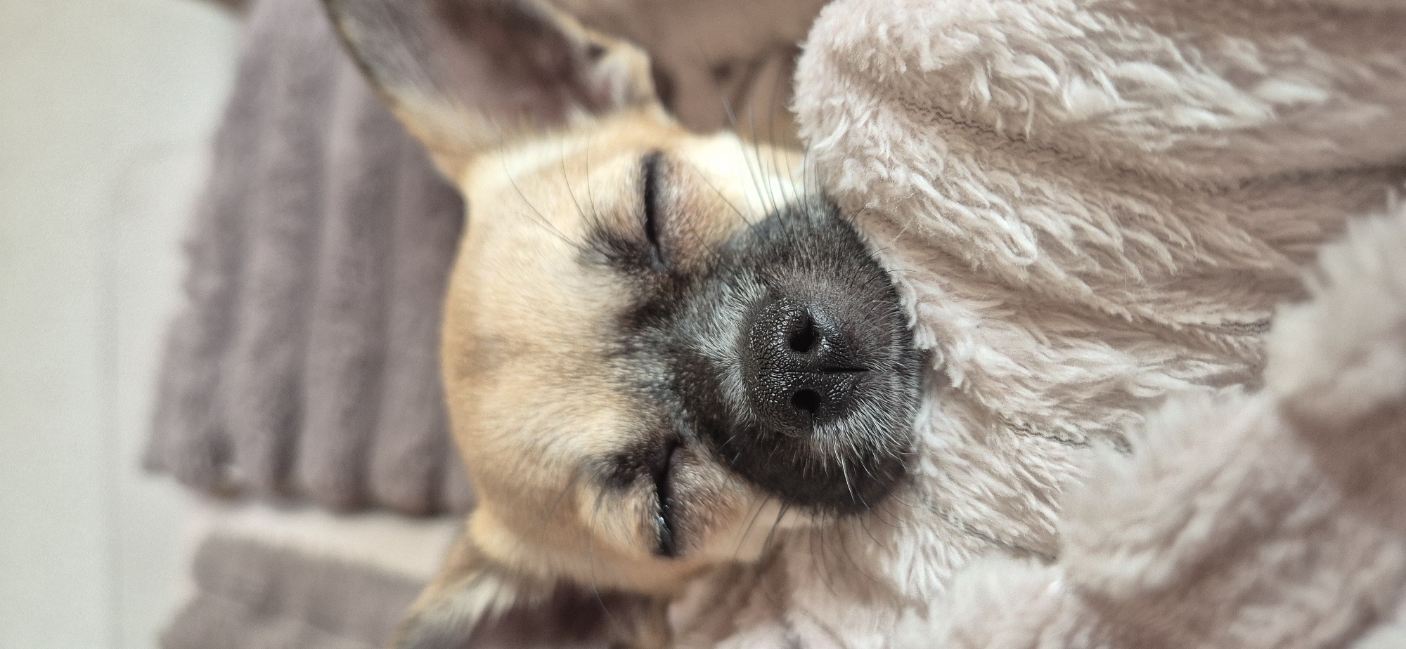 A close-up, horizontal image captures a small, tan and black dog, likely a Chihuahua or similar breed, sleeping peacefully. The dog's eyes are closed, and its head is angled towards the right, with its dark, textured nose and muzzle prominent in the center of the frame. Long, fine whiskers extend from around its snout.
The dog is nestled snugly, partially covered by a soft, fluffy, light beige blanket that envelops the right side of its head and body. The plush texture of this blanket is clearly visible. In the blurred background on the left, another soft, possibly ribbed, greyish-brown fabric is present, suggesting the dog is resting on a comfortable surface like a bed or cushion.
The lighting is soft and even, highlighting the textures of the dog's fur and the surrounding fabrics. The scene conveys a sense of warmth, tranquility, and deep rest. There is no visible text in the image.