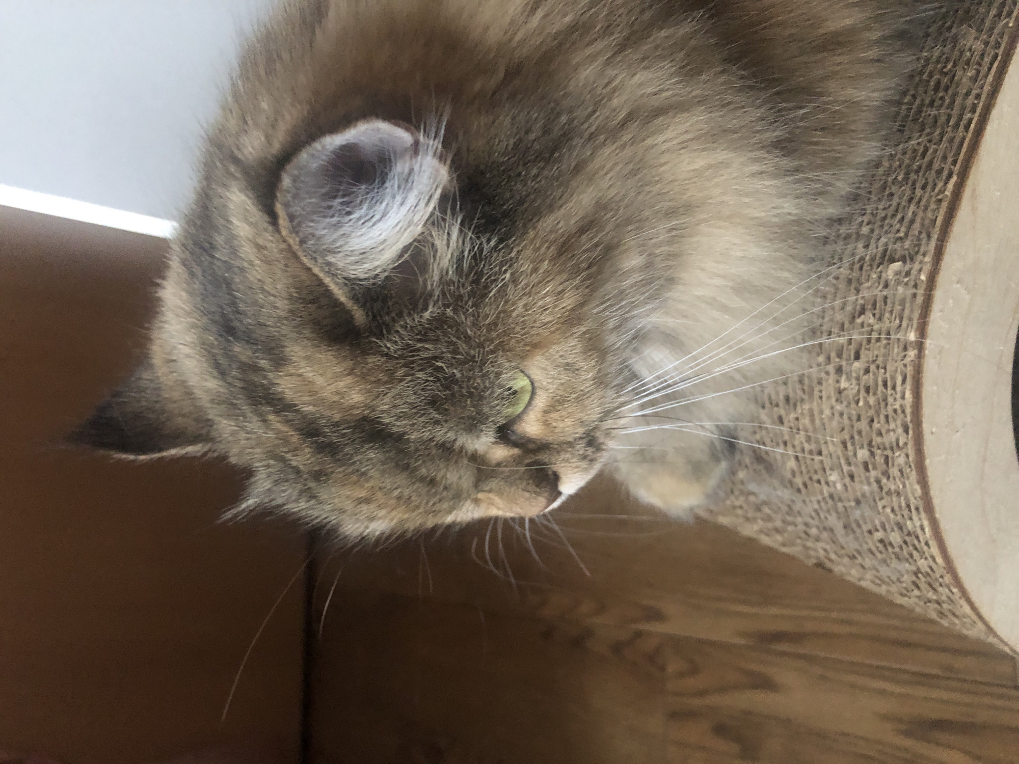 The image shows a close-up, side profile of a long-haired cat's head and upper body. The cat has green eyes and a tortoiseshell or tabby coat pattern with shades of brown, black, and gold. Its whiskers are long and white. The cat is resting on a textured, cardboard scratching post. In the background, to the left, is a plain brown surface, possibly wood. To the right of the cat's head, a bright white vertical element is visible, suggesting a wall or window frame. The overall lighting is soft, with the light source appearing to be from the right.