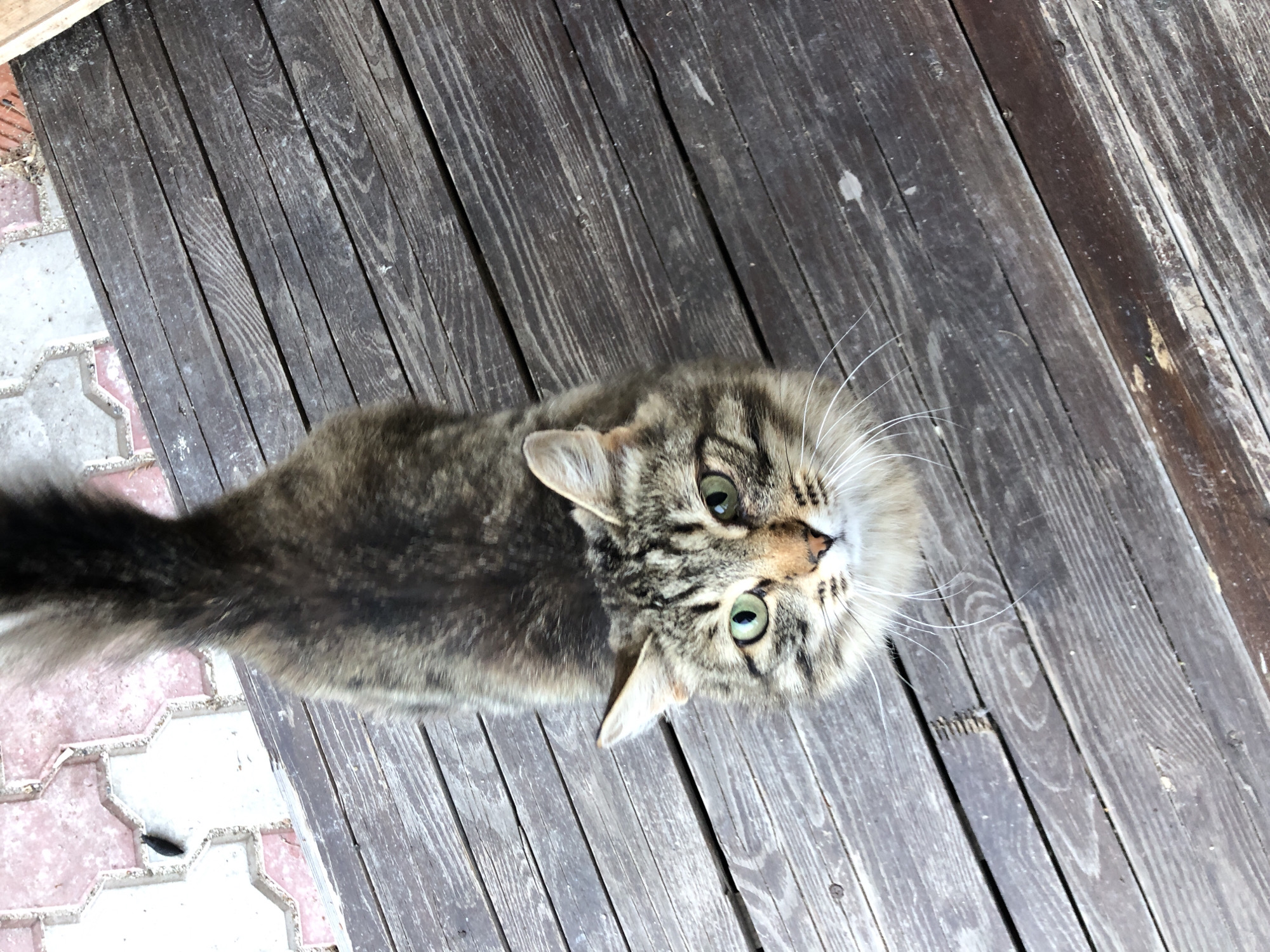 A medium shot from above shows a brown and black tabby cat with bright green eyes sitting on a weathered wooden deck. The cat's tail curves upwards behind it. In the upper left corner of the image, there is a section of pink and grey paver stones. The cat's fur is mottled with darker stripes on a lighter brown base, and it has white whiskers and a white patch of fur under its chin. The wooden deck planks are oriented diagonally from the bottom left to the top right of the frame and show signs of age and wear.