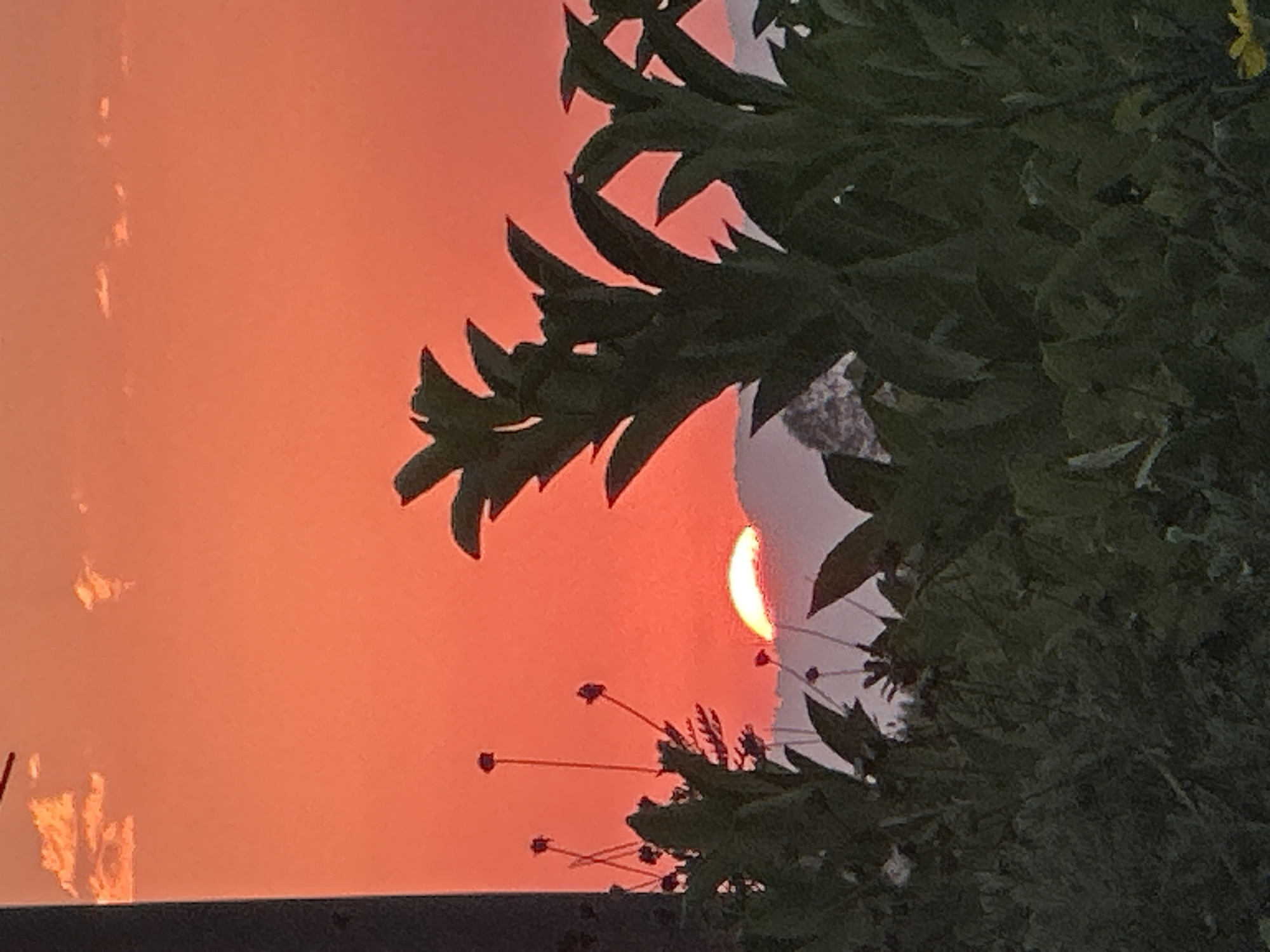 The image depicts a sunset scene with a bright orange sky. In the foreground, dark green foliage of a tree and some small plants with dark buds are visible, obscuring part of the sky and the sun. A sliver of the sun, glowing with intense yellow and orange light, is visible peeking through the branches on the right side of the frame. The sky is a gradient of orange, with some lighter streaks and a hazy quality, possibly indicating atmospheric conditions or smoke. In the lower left corner, some indistinct vertical, bright streaks are visible against the orange sky, and a dark horizontal band runs across the bottom of the image, suggesting a landscape feature or boundary. The overall mood is serene and visually striking, highlighting the vibrant colors of a sunset. The time of day is clearly evening, and the weather appears to be clear enough for a sunset, though the haze adds a diffused quality. There is no visible text in the image. The location context of Fethiye, Turkey, is a coastal region known for its beautiful sunsets.