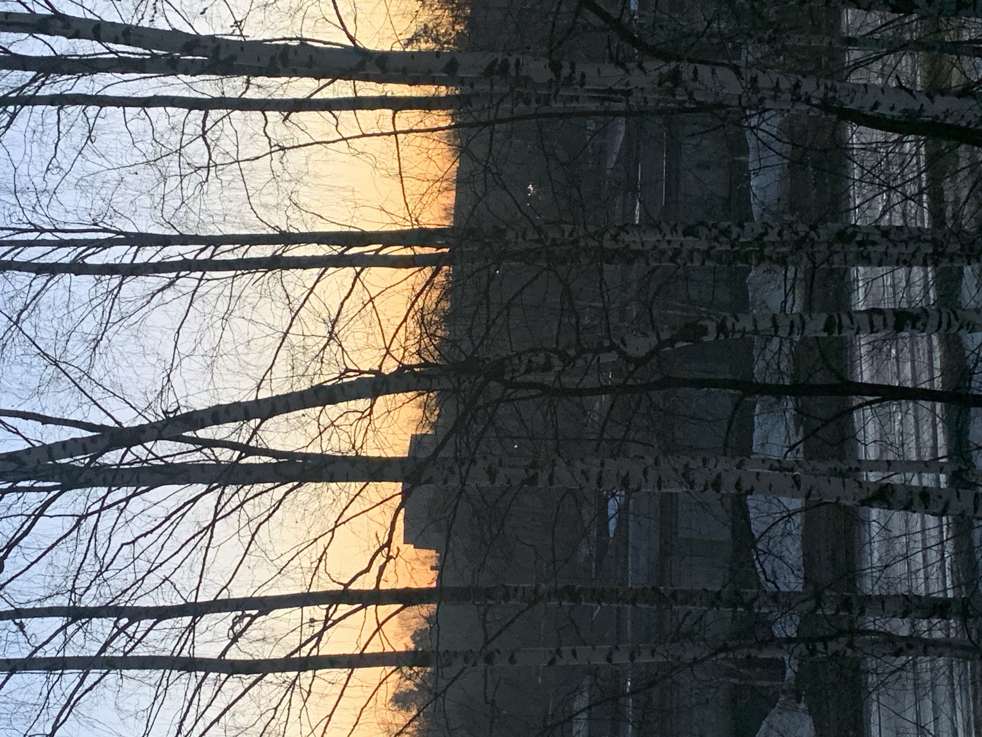 The image shows a view looking up through bare tree branches, seemingly birch trees, toward a sky with a gradient from blue to yellow. The branches are mostly dark against the brighter sky. On the right side of the image, a dark, building-like structure is visible through the trees. The image is rotated 90 degrees, as if it were taken looking straight up. Without more information, it's not possible to confirm the location in Chaikovsky, Russia, or any specific details about the buildings.