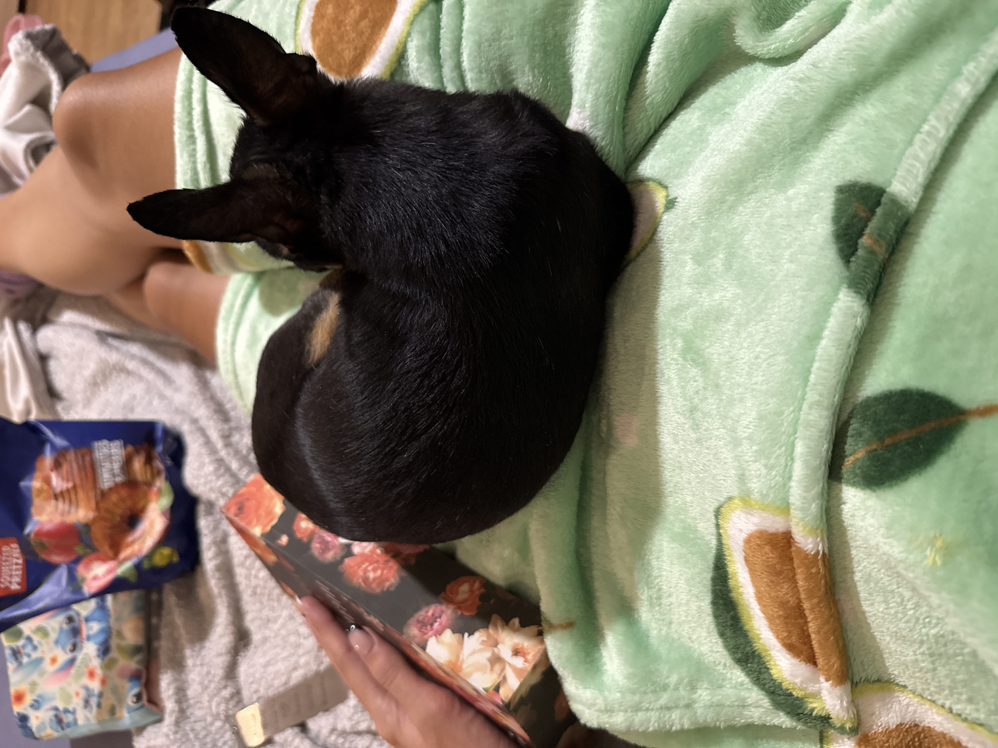 A black and tan small dog, possibly a Chihuahua or miniature Pinscher mix, is curled up asleep on the lap of a person wearing a light green avocado-print fleece blanket. The person is also holding a floral-patterned box in one hand and there is a blue package of Snyder's pretzel sandwiches next to the person's legs. The location cannot be determined from the visual information in the image.