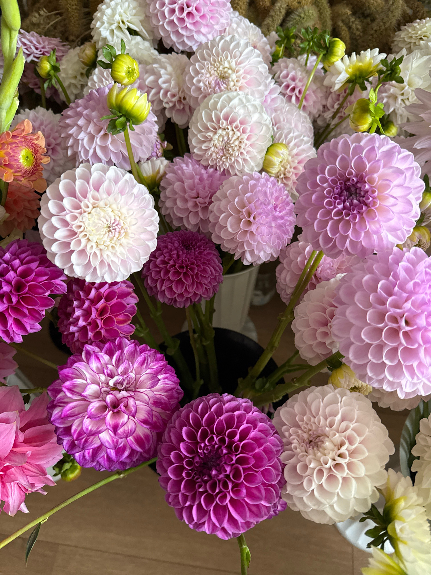 A vibrant bouquet of dahlias is presented against a blurred background, hinting at an indoor setting with a wooden surface. The flowers showcase a spectrum of colors, ranging from soft pinks and whites to deep purples and a touch of coral. Numerous dahlia blooms, some fully open and others as buds, are arranged tightly together. The intricate petal structure of each flower is clearly visible, creating a textured and voluminous effect. The lighting appears natural, highlighting the delicate details of the floral arrangement. There are no people or discernible actions within the frame. The scene is static, focusing solely on the beauty and diversity of the dahlias.
