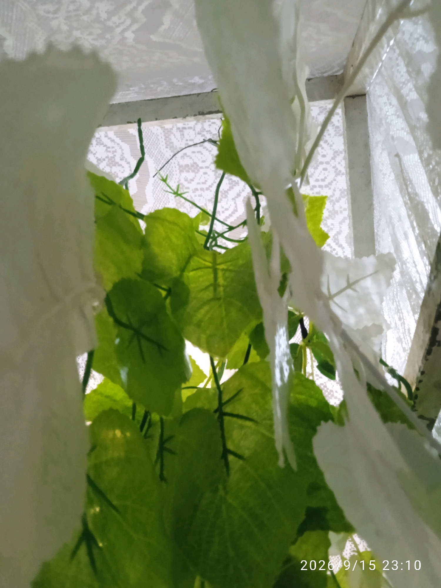 The image is a close-up, low-angle shot of artificial green leaves and white fabric, possibly from curtains or decorative elements. The leaves appear to be part of a vine, with some white, wispy fabric draped around them. In the background, a white, patterned material is visible, resembling lace or a patterned screen. The overall lighting suggests an indoor setting, possibly near a window. A timestamp at the bottom right corner reads "2026/9/15 23:10". There are no people or animals visible in the image. The image does not provide any specific location information within Kelurahan, Indonesia.