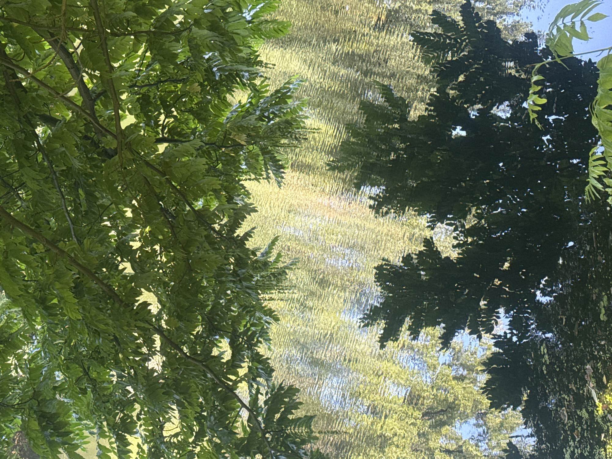 A photograph taken from below shows the underside of lush green tree branches and leaves against a backdrop of rippling water. The water reflects the greenery above and the surrounding environment, creating a shimmering, abstract pattern of light and shadow. The reflections of trees are visible in the water, appearing as dark silhouettes against the brighter, distorted reflections of foliage. The scene is peaceful and natural, suggesting an outdoor setting like a park or waterfront. No people or specific Berlin landmarks are visible in the image.