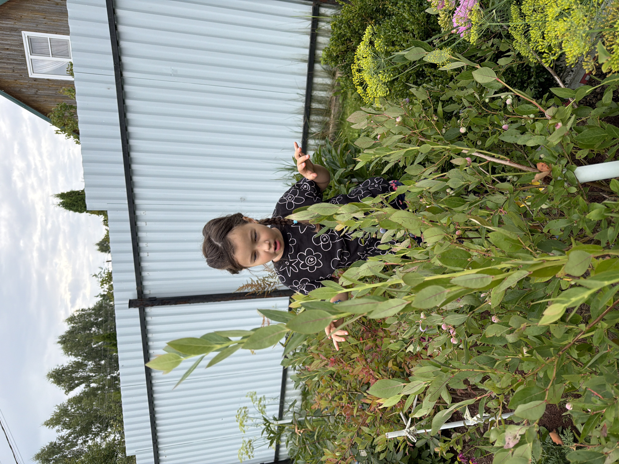 A young girl with braided hair, wearing a black t-shirt with white flower patterns, is standing in a garden. She is looking down and to her left with a curious expression, her hands outstretched slightly. She appears to be in the process of interacting with the plants in front of her. The garden is filled with various green plants, including what appear to be blueberry bushes with some small pink berries. Behind the girl, a white corrugated metal fence runs horizontally across the background, with a wooden house visible above it to the right. The sky is overcast with clouds. The image was taken in the village of Otrada SNT, Russia.