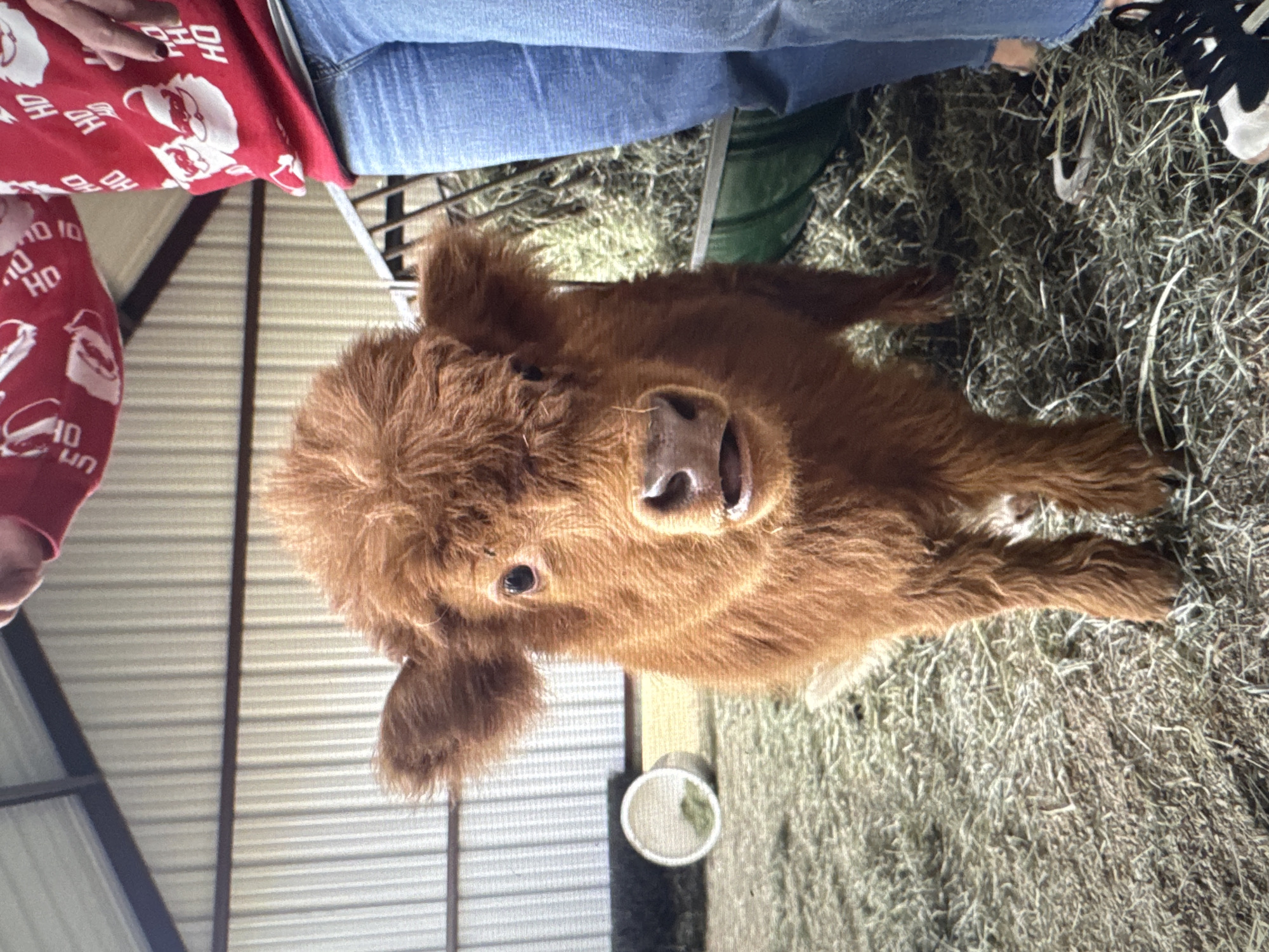The image shows a fluffy, brown calf lying on a bed of hay. The calf is facing the camera with its head tilted slightly upwards. Its eyes are dark and round, and its nostrils are prominent. The calf's fur is thick and shaggy, giving it a cuddly appearance.
In the background, a person is visible, wearing blue jeans and a red shirt with white designs. The person's hand, adorned with a ring, rests on the calf's head. Another person's legs, wearing black and white sneakers, are also visible in the upper right corner. The scene appears to be indoors, possibly in a barn or stable, with corrugated metal walls and a sloped roof visible in the background.
The overall impression is one of warmth and affection between the person and the calf. The lighting suggests it could be daytime. There is visible text on the red shirt, featuring the words "OH" and "HO HO HO" along with images of Santa Claus.