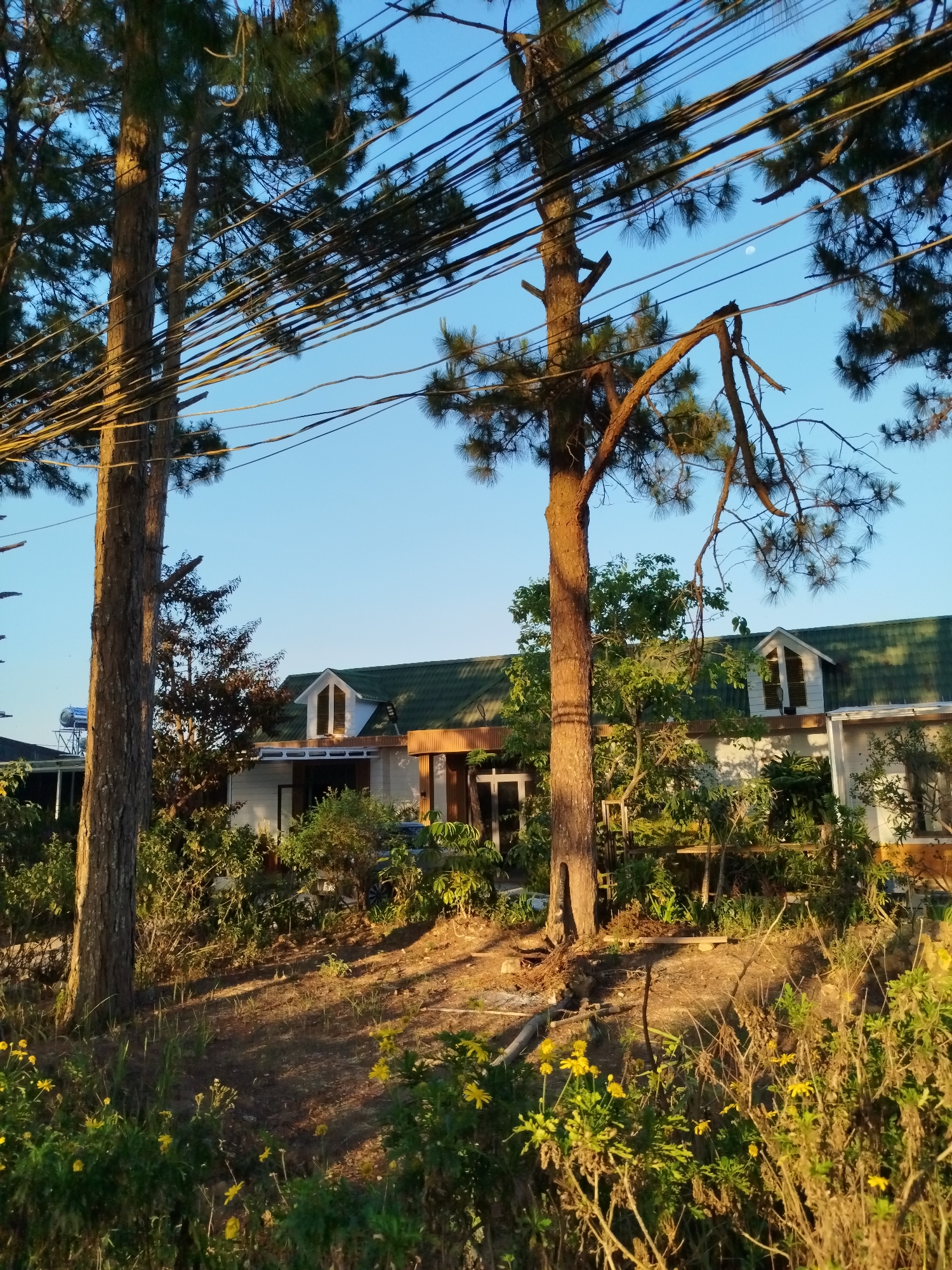 The image depicts a house partially obscured by trees and vegetation. The house is white with a green roof and has two dormer windows. Tall trees with brown trunks and green foliage are in the foreground. Overhead power lines are visible against a blue sky. Yellow wildflowers are scattered in the lower part of the frame. The location is likely Da Lat, Vietnam, based on the architectural style and vegetation.