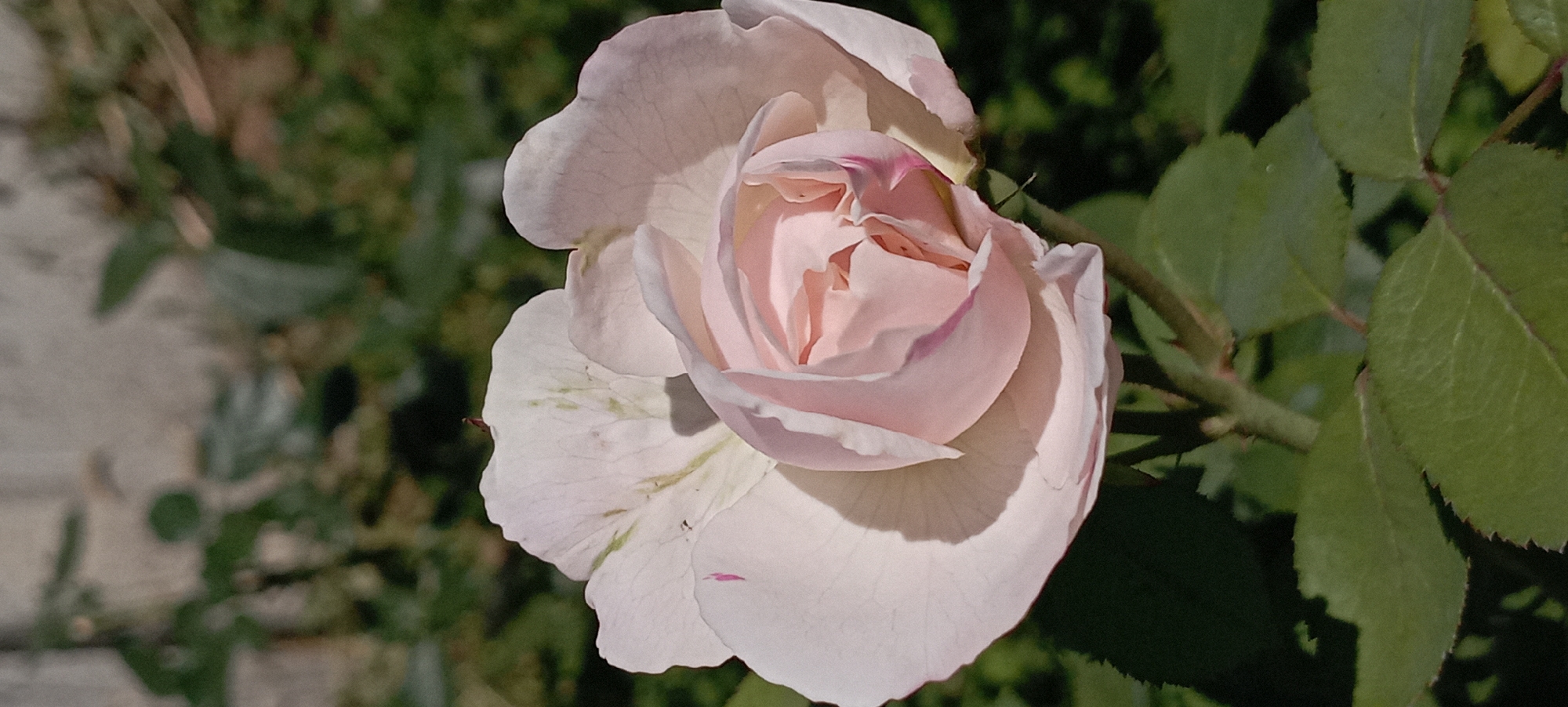A close-up shot captures a pale pink rose in full bloom, with its petals unfurling to reveal delicate layers. The rose is positioned slightly off-center, with its stem and leaves visible in the foreground, rendered in soft focus. The background consists of a blur of green foliage and hints of a pale, possibly concrete, wall. A tiny reddish-brown insect is visible on one of the outer petals. The lighting suggests a sunny day, casting soft shadows on the rose's petals. The image does not contain any identifiable urban elements or human presence, nor does it provide any geographical indicators related to Radisne, Ukraine.