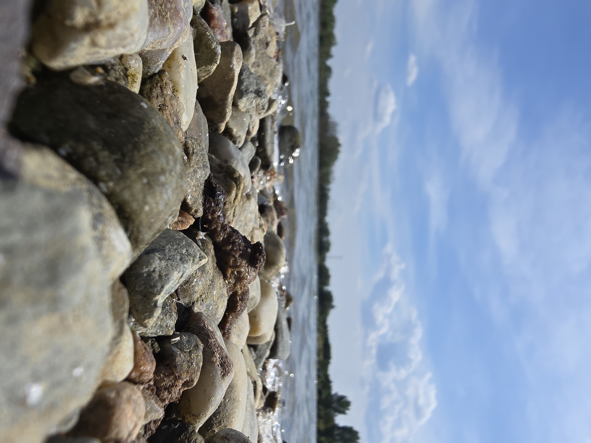 This is a low-angle, close-up shot of a rocky shoreline along a body of water, likely a river or lake. The foreground is dominated by a dense arrangement of smooth, rounded pebbles and stones in various shades of gray, brown, and tan, some appearing wet and glistening. Small pieces of dark, organic matter are interspersed among the rocks. The water is visible in the midground, with gentle ripples and reflections of sunlight on its surface. The background features a distant, blurry treeline and a bright blue sky with scattered white, fluffy clouds. The scene appears to be set in an outdoor, natural environment, potentially the shore of the Vltava River near Krčmaň, Czechia, given the context. No people or animals are present in the image, and no specific actions or interactions are depicted.