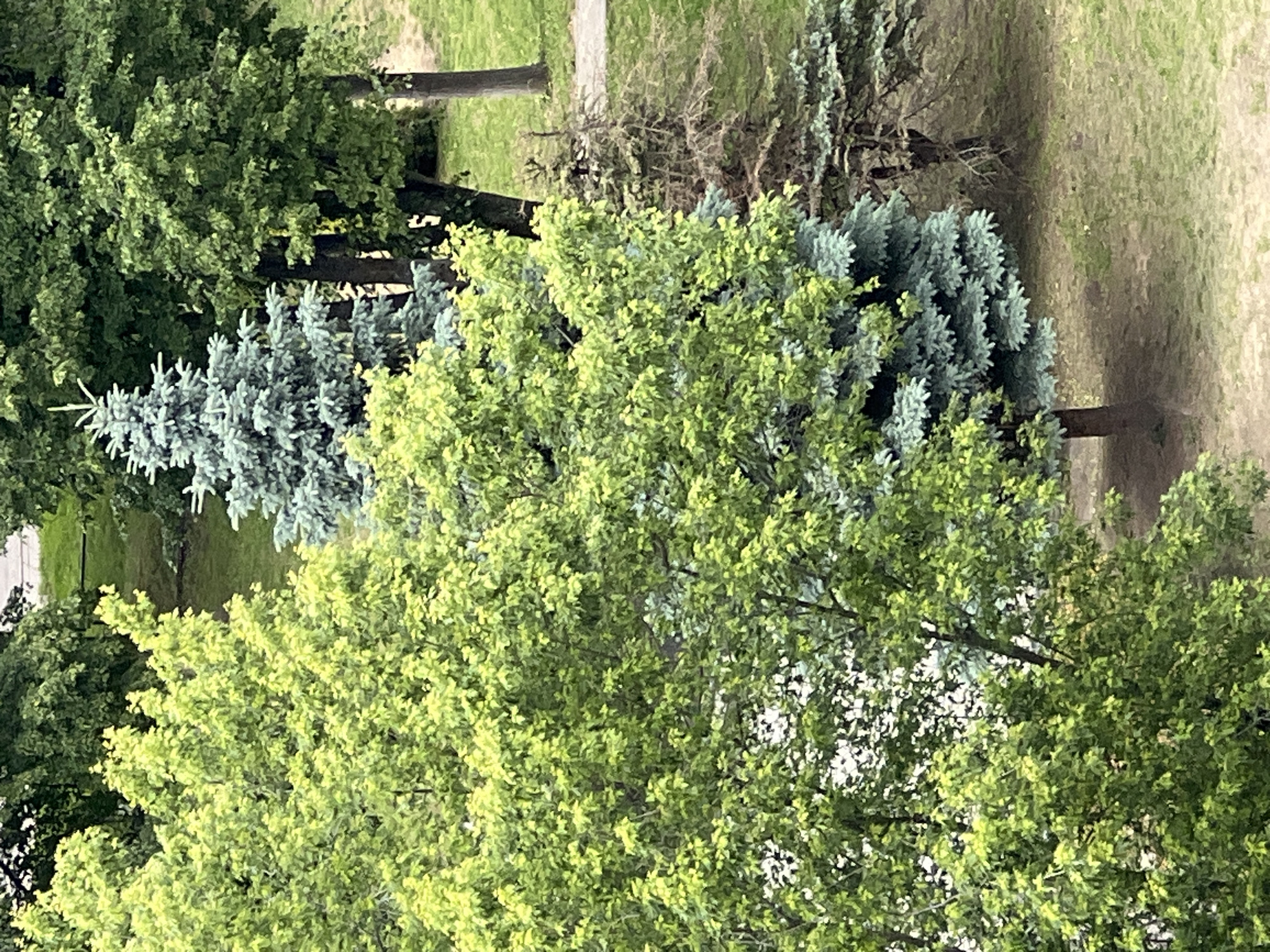 This is a high-angle, outdoor shot of a park in Minsk, Belarus, featuring a variety of trees. In the foreground, a large, bright green deciduous tree dominates the left side of the frame. To its right, a blue spruce tree stands tall, its needles a muted blue-green. Behind the spruce, a dark green deciduous tree with dense foliage is visible. Further back, another, drier-looking tree with sparse, brown branches contrasts with the lushness of the other trees. The ground is covered in grass and a paved pathway. The lighting suggests an overcast day.