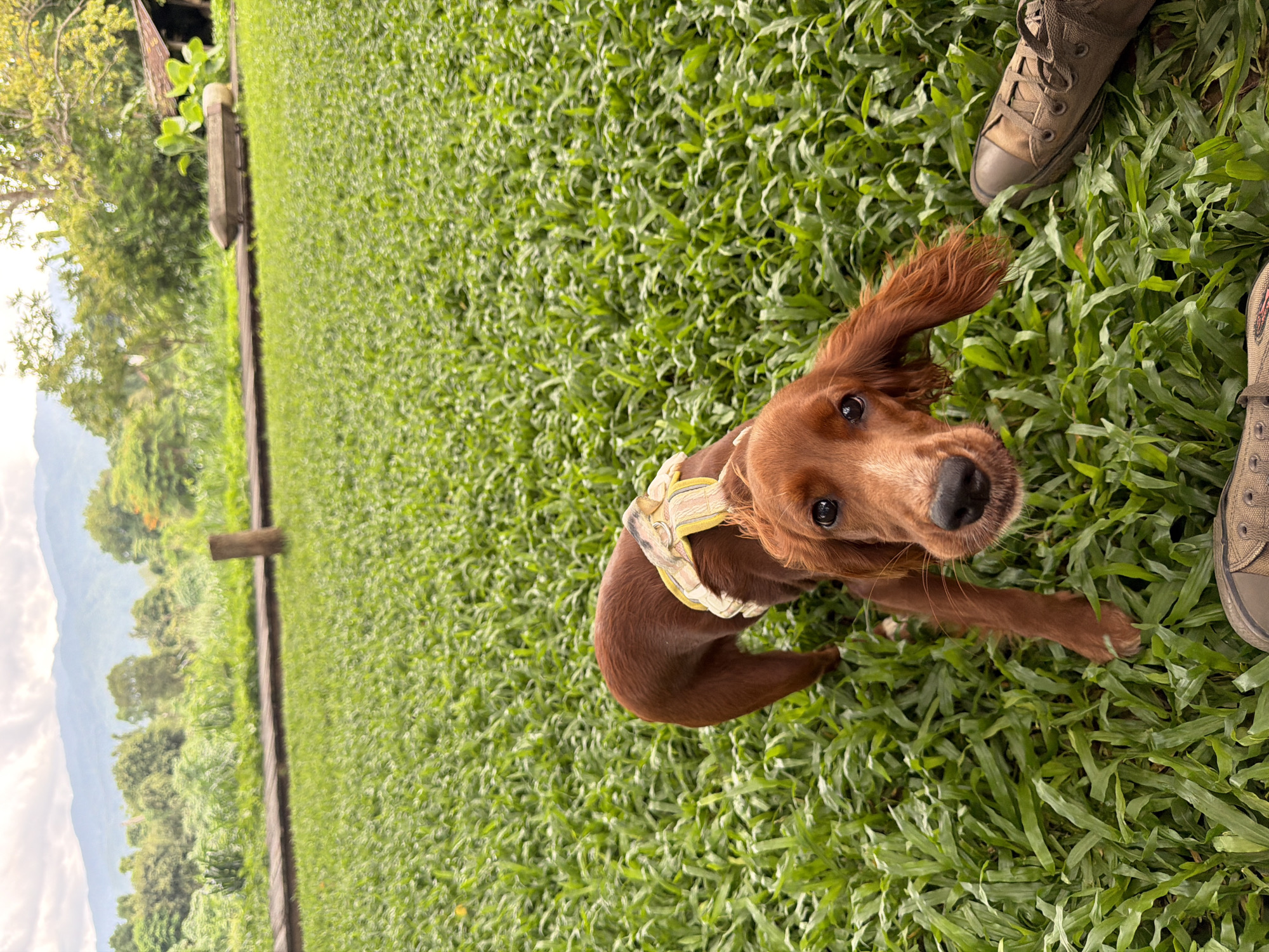 In Tambon San Phi Suea, Thailand, an Irish Setter dog with a yellow and white patterned harness stands on a lush green lawn. The dog is facing the camera with its head slightly tilted. In the background, a wooden walkway runs horizontally across the frame. Beyond the walkway, dense green foliage and trees create a natural backdrop. In the distance, mountains rise against a cloudy sky. To the right of the frame, a part of a brown shoe is visible on the grass, suggesting the presence of a person.