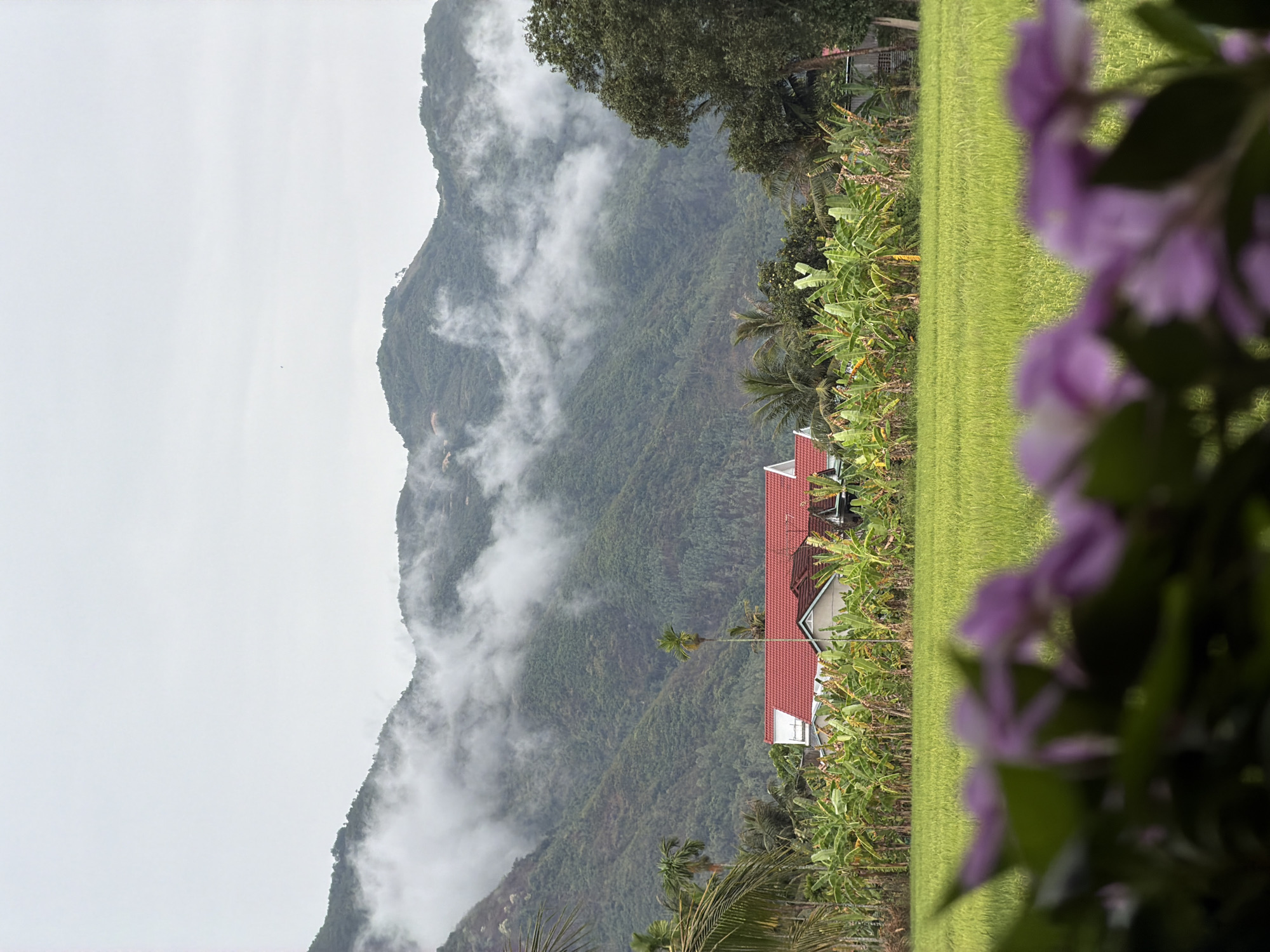 The image depicts a rural scene in Diên Khánh, Vietnam, featuring a verdant landscape dominated by rice paddies and banana trees. A house with a red tile roof is situated amidst the greenery. In the background, a mountain range shrouded in mist and fog adds depth to the scene. The foreground is partially obscured by blurred purple flowers, providing a soft, natural frame. The overcast sky suggests a humid or rainy weather.
