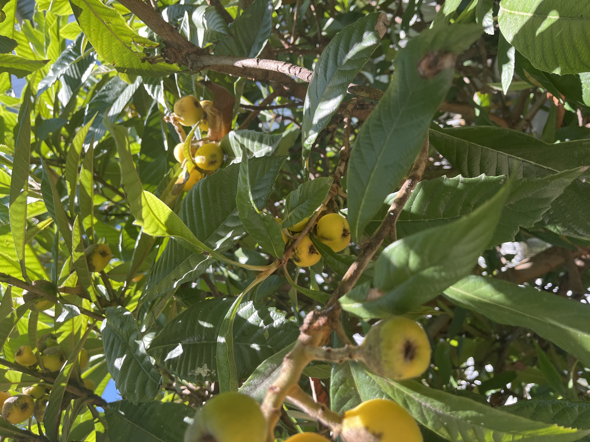 A close-up shot captures a cluster of ripening loquat fruits hanging from a tree branch amidst lush green leaves. The fruits, varying in shades of yellow and green, are plump and round, some showing slight blemishes. Sunlight filters through the foliage, creating dappled patterns of light and shadow on the leaves and fruits. The background is a blur of more leaves and branches, with hints of a bright blue sky peeking through. The scene appears to be an outdoor environment, likely a garden or park in Sochi, Russia, given the presence of loquat trees which are common in the subtropical climate of the region. No people are visible in the image.