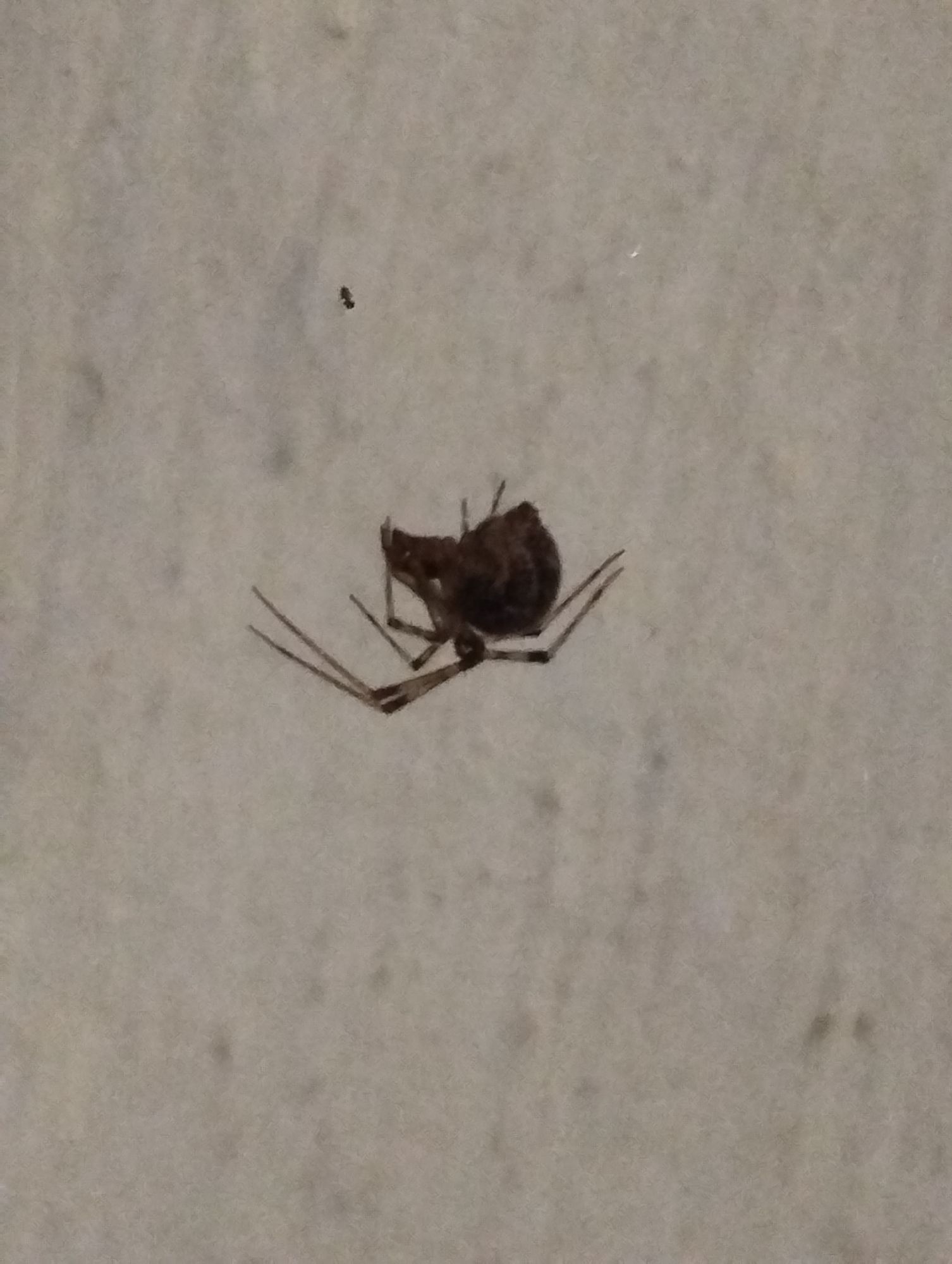 The image shows a dark brown spider, possibly deceased, clinging to a textured, light-colored surface. The spider is positioned centrally in the frame, with its legs splayed out. One of its legs appears to be broken or positioned at an unusual angle. A small, dark speck, likely an insect or a piece of debris, is visible in the upper left portion of the image, separate from the spider. The background surface has a slightly mottled appearance, suggesting it might be a wall or a similar porous material. The lighting is subdued, creating a somewhat diffused and grainy effect throughout the image. There is no visible text or indication of the time of day, weather conditions, or specific emotions. The context provided suggests a location in Voroshylivka, Ukraine.