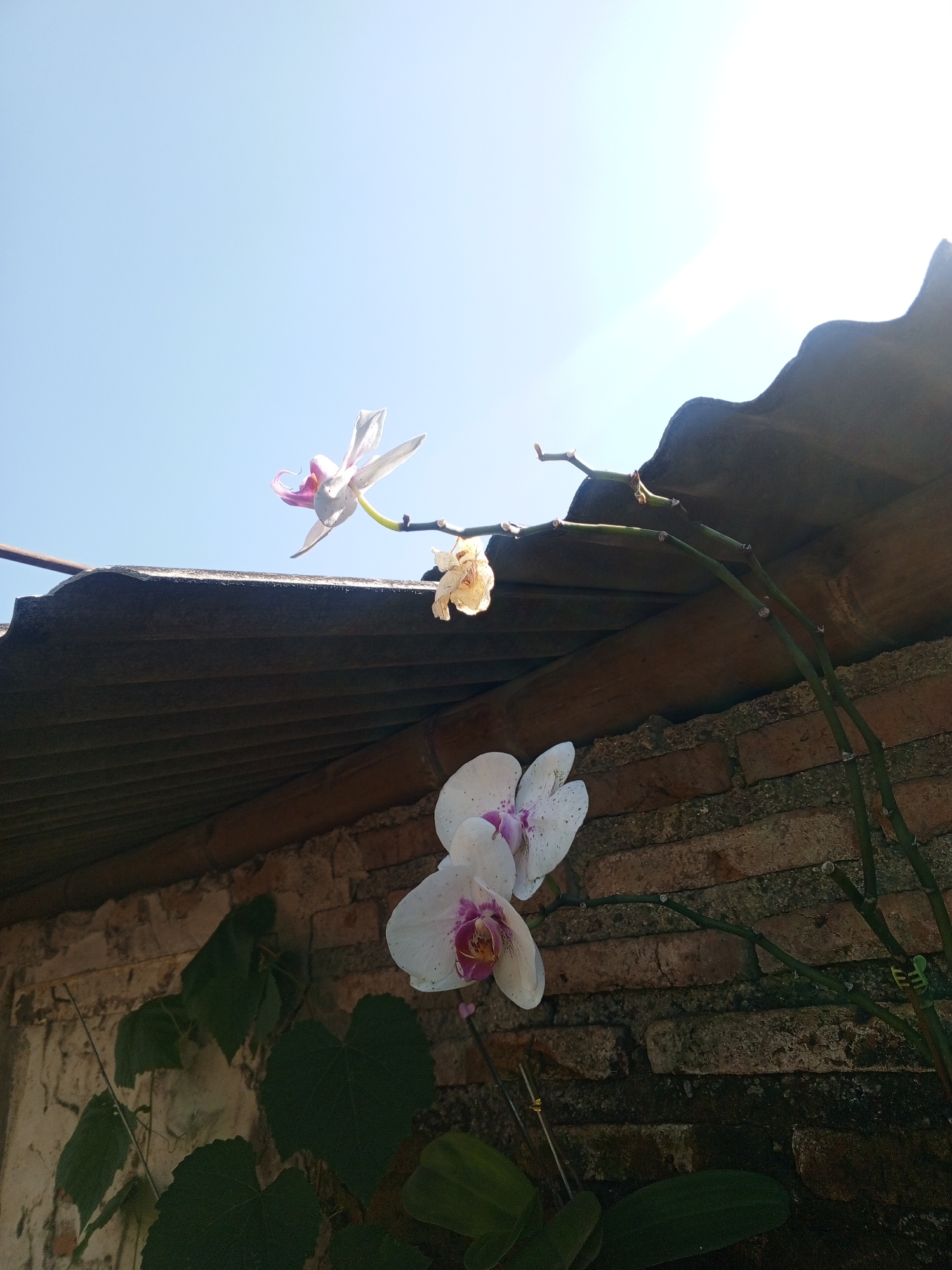 The image depicts two orchid plants with white and pink flowers, set against a backdrop of a brick wall and a tiled roof. The scene appears to be outdoors, with clear blue sky and bright sunlight casting shadows. The orchids are in bloom, with one cluster of flowers in the foreground and another, higher up and slightly out of focus, in the background. Green leaves are visible on the lower part of the image, suggesting a garden setting. The overall impression is one of natural beauty and tranquility, possibly in a residential area. The location in Sumbersari, Indonesia, suggests a tropical climate, which would be conducive to the growth of orchids.