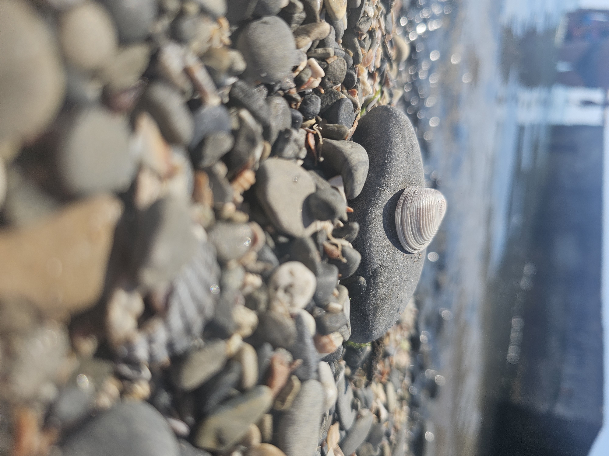 A close-up, shallow depth-of-field shot captures a collection of pebbles and shells on a beach in Shirokaya Balka, Russia. The pebbles vary in size, color, and texture, ranging from smooth, dark gray stones to lighter, rougher ones. Interspersed among the stones are fragments of seashells, some appearing bleached and worn. One prominent object is a dark gray, smooth, oval-shaped stone with a small, ribbed seashell partially embedded in its surface.
The background is a blur of water, reflecting the sky and possibly some distant structures. The water appears calm, with shimmering highlights suggesting sunlight. The scene is well-lit, implying it is daytime, likely during sunny weather, as indicated by the bright reflections on the water and some pebbles. The image conveys a sense of tranquility and the natural beauty of a seaside environment. There is no visible text in the image. The orientation of the image is portrait.