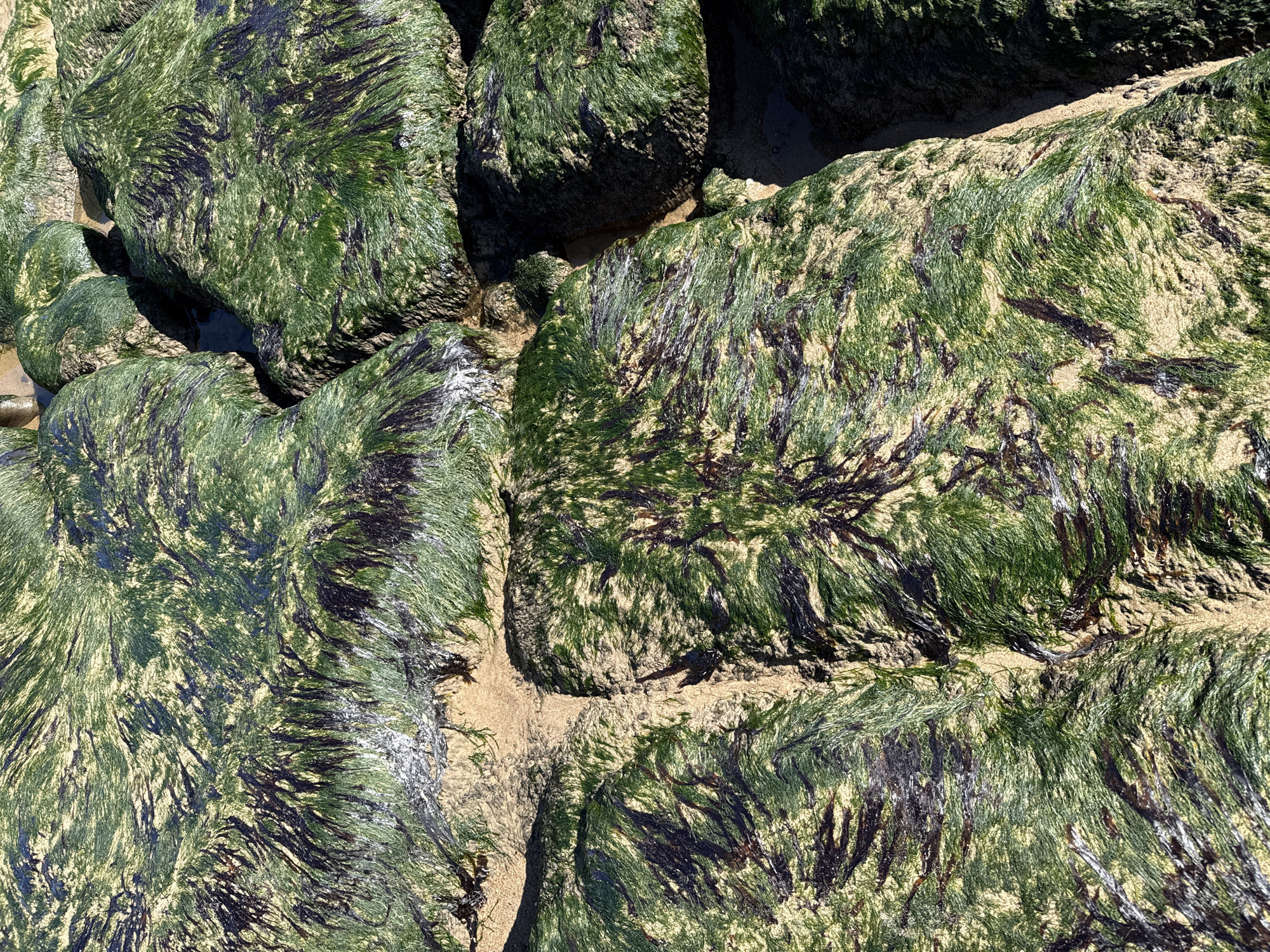 The image shows a close-up view of algae-covered rocks on a beach in North Tyneside, United Kingdom. The rocks are of varying sizes and shapes, and they are covered in a mix of green and dark brown algae, with some sand interspersed amongst the growth. The rocks are tightly packed together, with small gaps filled with sand. The lighting suggests it is daytime.