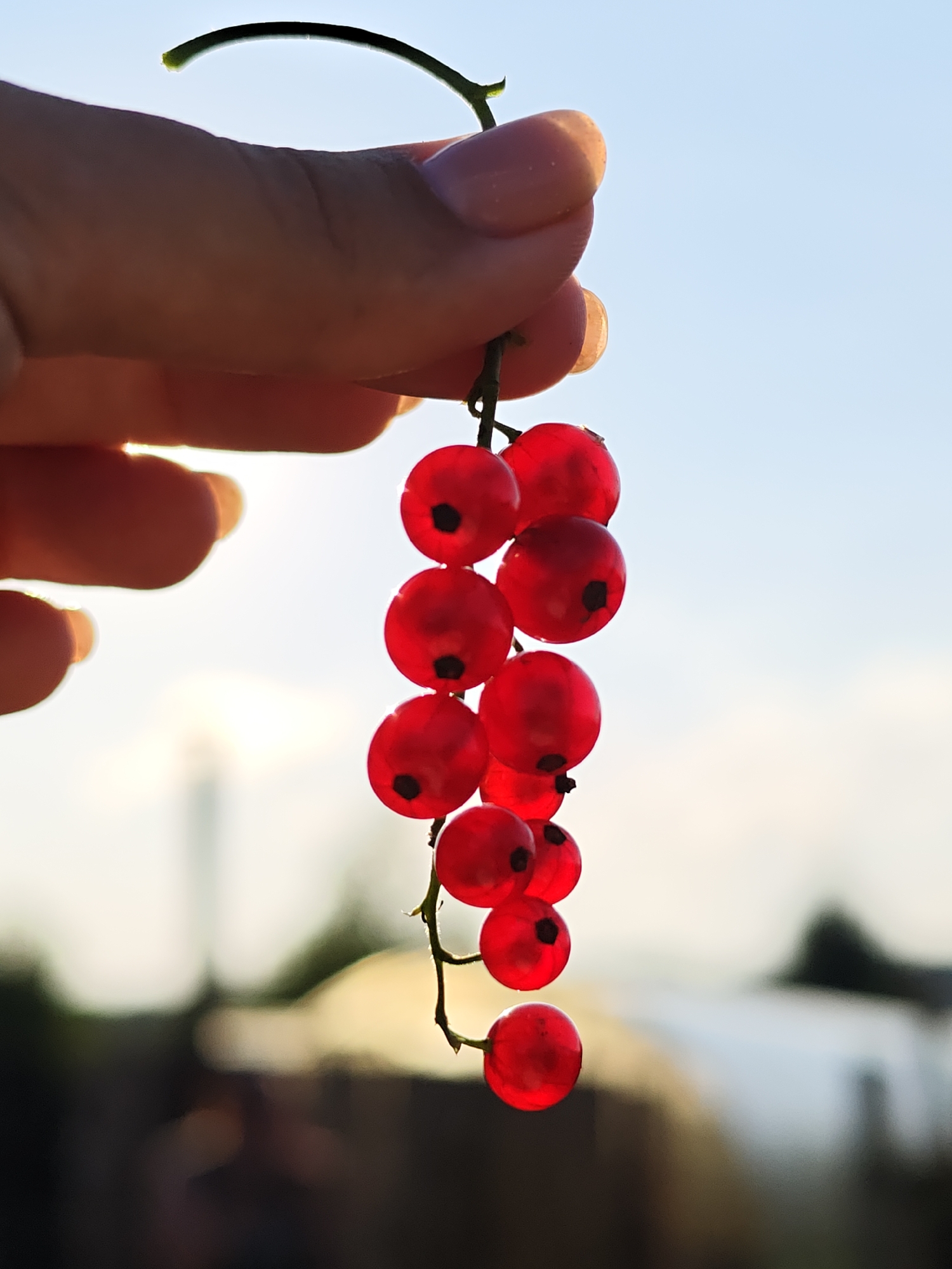 In this close-up shot, a person's hand is holding a cluster of ripe red currants against a bright, hazy sky. The currants, a vibrant red with dark centers, are strung along a thin stem. The sunlight illuminates the fruit from behind, creating a translucent glow that highlights their round shape. The person's fingers, with visible fingernails, gently cradle the stem, suggesting a moment of careful harvesting or admiration of the berries.
The background is softly blurred, hinting at an outdoor setting, possibly a garden or a field. The hazy sky suggests either dawn or dusk, with the sun low on the horizon, casting a warm, diffused light. The overall mood is tranquil and natural, focusing on the simple beauty of the freshly picked fruit. The location context provided indicates this scene is from Bolshoy Bukor, Russia. There is no visible text in the image.