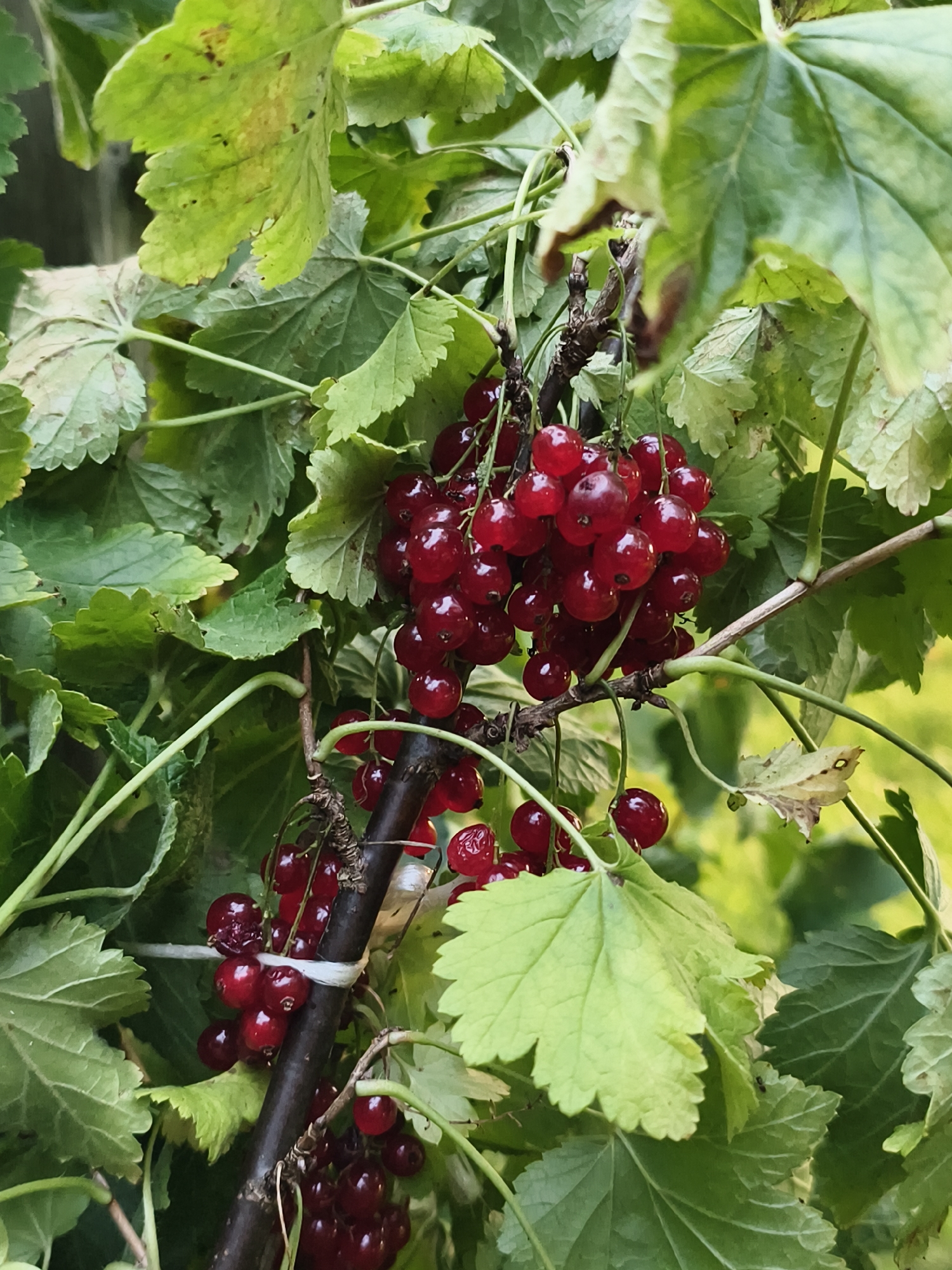 A close-up shot captures a cluster of ripe red currants hanging from a branch, surrounded by green leaves. The currants are glossy and round, varying in shade from deep crimson to bright red. Some leaves show signs of browning or discoloration. The branch is dark brown and textured, with a white tie visible around it in the lower left section. The background is blurred, with hints of more greenery and dappled light. The image appears to be taken outdoors, likely in a garden or natural setting, though no specific location in Tczew, Poland, can be identified from the visual information alone. There are no people or animals present in the frame.