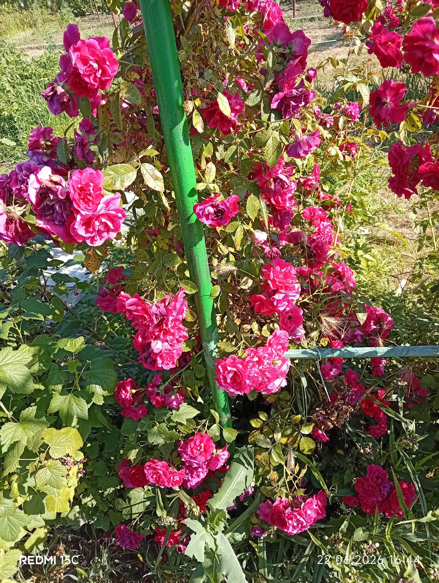 A high-angle, full outdoor shot shows a close-up view of a cluster of vibrant pink and magenta roses growing on a bush. A thick, green metal pole is prominent in the center of the frame, supporting the rose bush. The background consists of lush green foliage and dappled sunlight filtering through the leaves, suggesting a garden setting. Some of the roses are fully bloomed, showcasing their intricate petals, while others are in bud or past their prime. The overall scene is one of natural beauty and growth. The bottom left corner of the image displays the text "REDMI 15C" and the bottom right corner has a date and time stamp "22.06.2026 16:44".