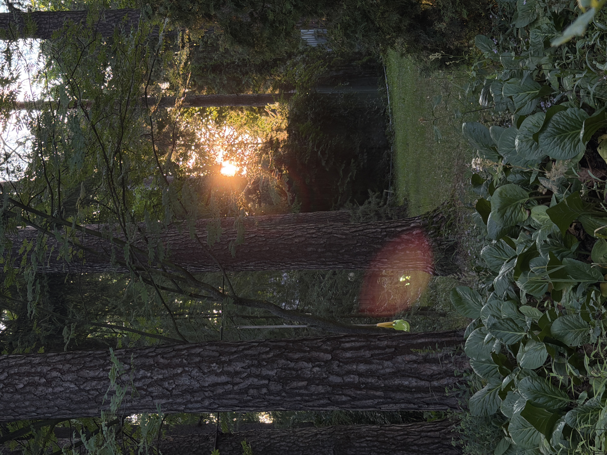 This is a vertical, eye-level shot of a wooded area in Udelnaya, Russia, likely a park or private property, at sunset. The foreground is dominated by large, lush green leaves of what appear to be hostas. Behind these, two large tree trunks frame the scene, with a third visible to the right. The trees have rough, textured bark. A yellow, bird-shaped feeder hangs from a chain suspended between two trees.
The midground features a grassy clearing and dense green foliage, including bushes and smaller trees. The background reveals a tall, thin tree and a fence to the right, partially obscured by foliage. The setting sun is visible through the trees, casting a warm, golden light and creating lens flare effects, one prominent flare appearing as a reddish-orange streak in the lower right quadrant of the midground. The overall impression is a tranquil, natural setting bathed in the warm glow of the setting sun.