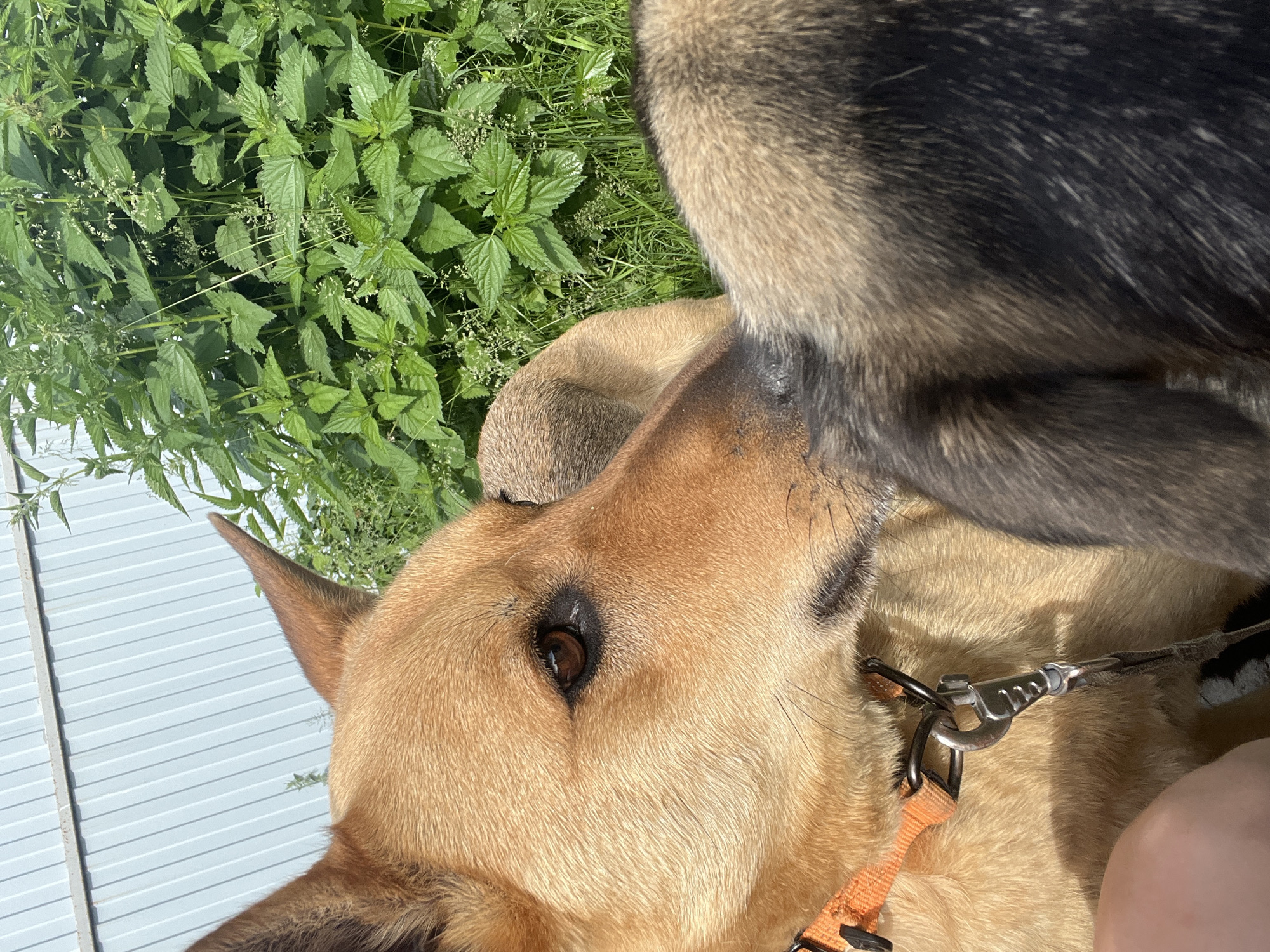 The image shows a close-up of two dogs outdoors. The dog in the foreground is a light brown German Shepherd mix with alert ears and dark brown eyes. It is wearing an orange collar with a metal leash clip. Behind it, another dog's darker fur is visible. The background consists of a light-colored corrugated metal wall and lush green vegetation, possibly nettles. The lighting suggests it is a sunny day. There is no information to suggest this location is in Nizhny Tagil, Russia.