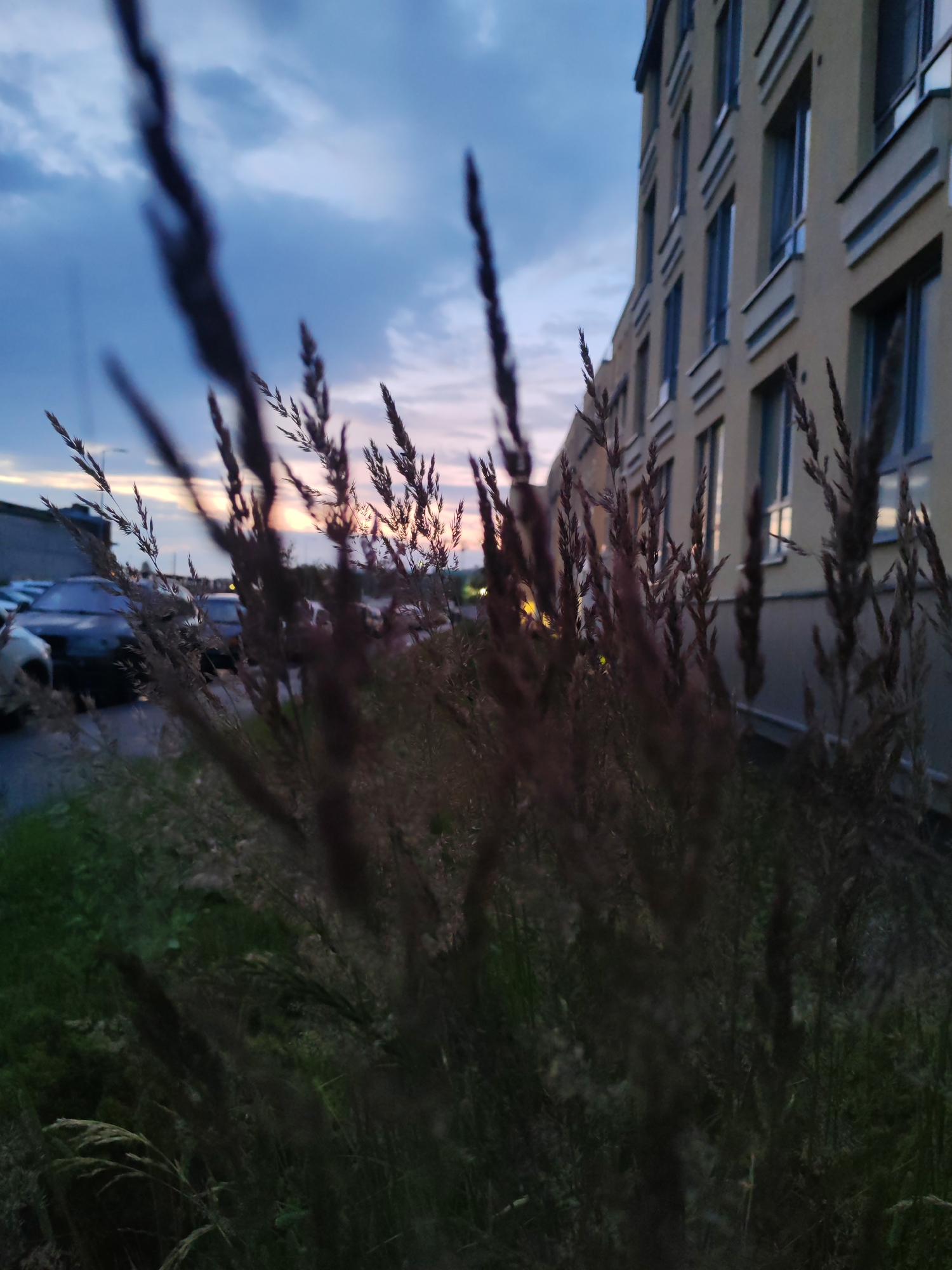 The image depicts an outdoor urban scene at dusk, with tall, dry grass in the foreground, partially obscuring the view. Behind the grass, a modern, multi-story building with a beige facade and numerous windows is visible on the right side of the frame. To the left, several cars are parked on a paved surface, suggesting a residential or commercial area. The sky above is a mix of deep blue and lighter shades, with hints of pink and orange from the setting sun peeking through the clouds. The overall lighting indicates it is twilight. The image was taken in Shushary, Russia, as indicated by the contextual information provided. There are no people visible in the image.