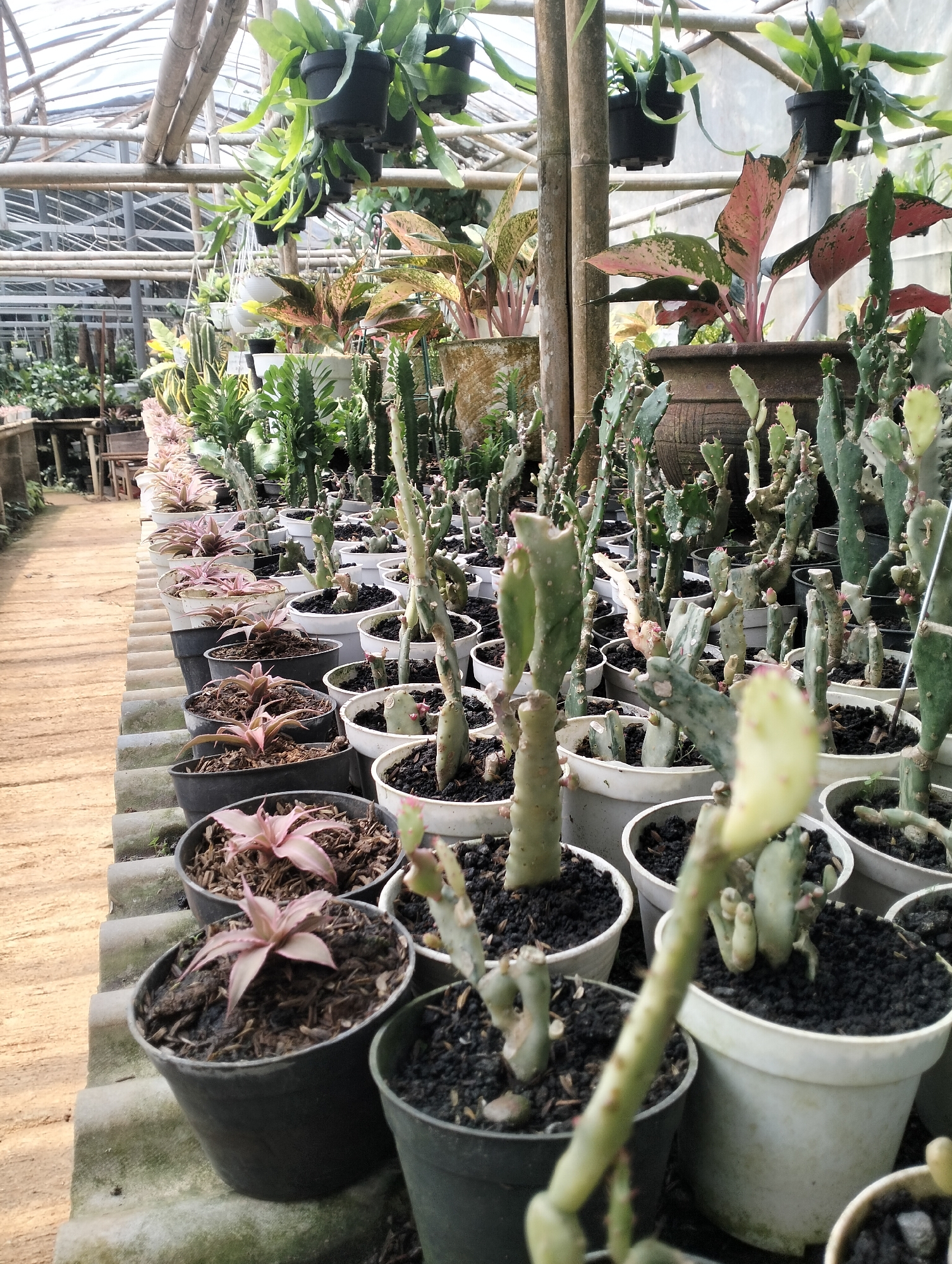 A greenhouse in Banjarejo, Indonesia, is filled with a variety of potted plants, primarily cacti and succulents. The greenhouse structure is made of bamboo and a translucent material, likely plastic sheeting, allowing sunlight to filter through. Plants are arranged on tiered shelves and tables, creating a dense display. In the foreground, several potted cacti of varying sizes and shapes are visible, some with segmented stems and small pink flowers. Behind them, rows of other potted plants, including some with pinkish-green leaves, are neatly arranged. The path to the left is made of packed earth or sand. The overall atmosphere is one of a bustling nursery or plant shop.