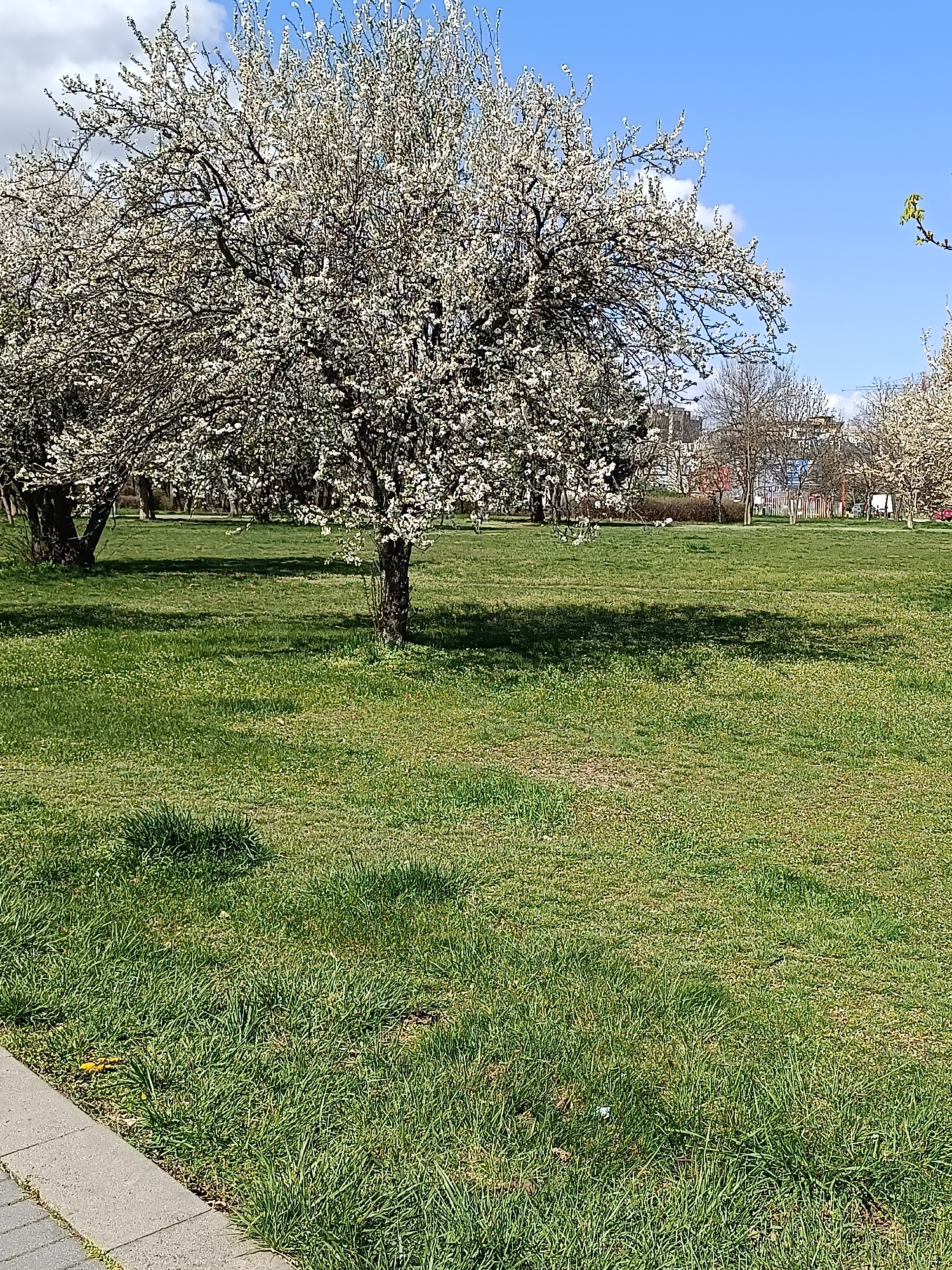 The image depicts a park scene in Sofia, Bulgaria, during the spring. A large, flowering tree dominates the foreground, casting a significant shadow on the green grass. Other trees, also in bloom, are visible in the background, along with some buildings and a fence indicating the park's boundary. The sky is partly cloudy, with blue patches. The image also shows a section of pavement bordering the grass.