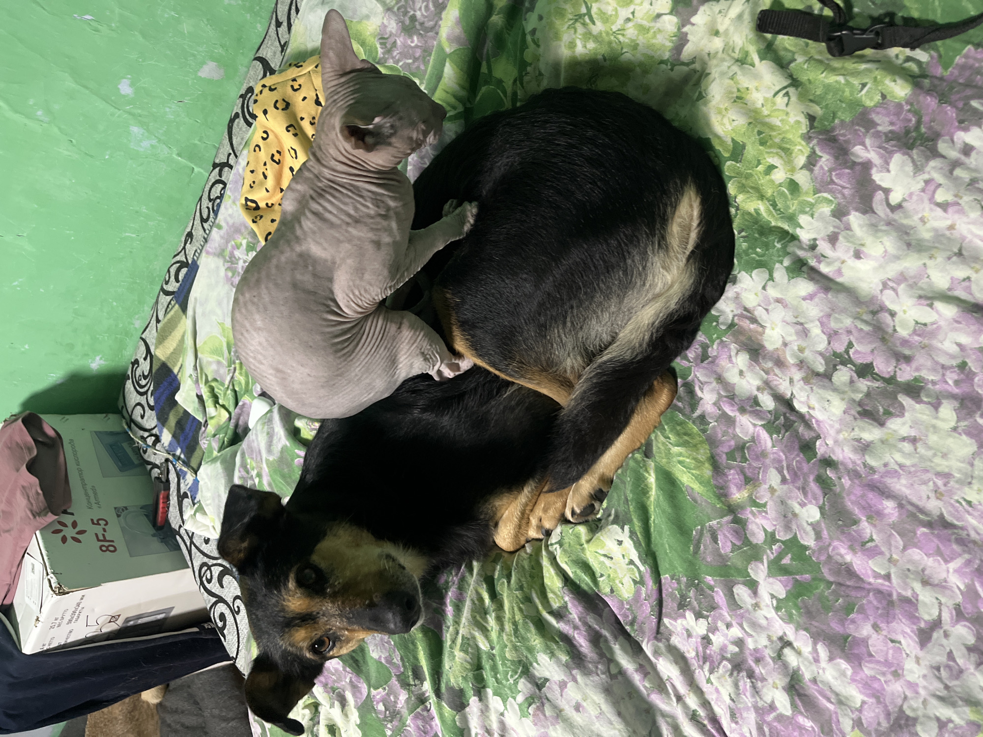 A light-skinned cat with wrinkled skin, a Sphinx breed, is perched on the back of a black and tan dog lying on a bed. The dog is looking towards the camera. The bed is covered with a green and purple floral patterned duvet. In the background, to the left, is a cardboard box with Cyrillic writing and the number "8F-5". To the right of the box, on the wall, is a patch of green paint. The scene appears to be indoors, possibly in a bedroom. The overall lighting is dim. There is no discernible information in the image to suggest the location is Nizhny Tagil, Russia.