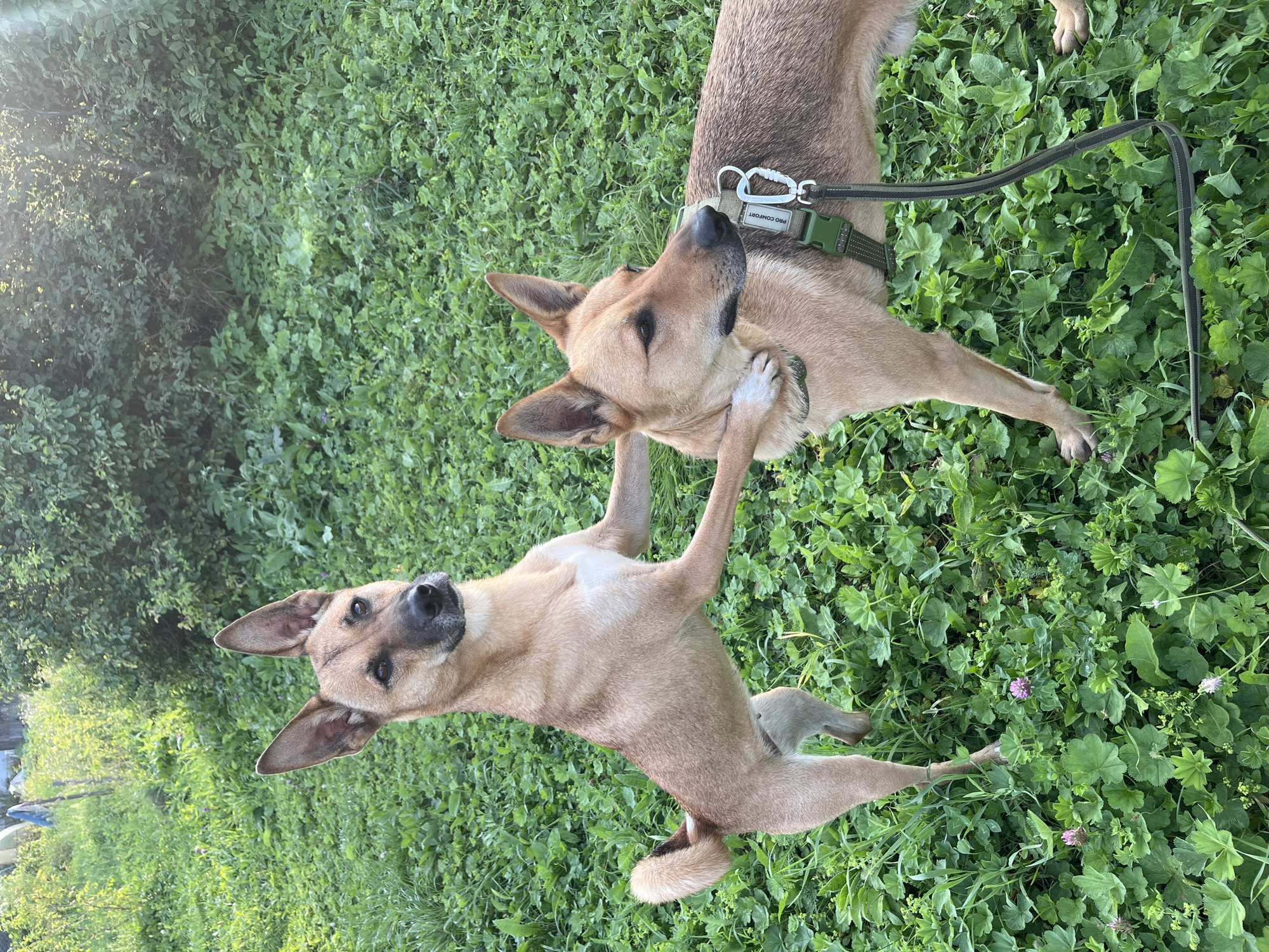 Two tan dogs are in a grassy area with some trees and bushes in the background. One dog is standing on its hind legs, with its front paws resting on the other dog's neck. The second dog is standing on all fours, looking to the right. Both dogs have pointy ears and dark eyes. The dog on the right is wearing a green harness with a leash. The ground is covered in green grass and clover. The sun is shining, and there are some light flares in the upper right corner of the image. The image appears to have been taken outdoors in a natural setting, possibly a park or a backyard. There is no visible indication of the city of Nizhny Tagil, Russia.