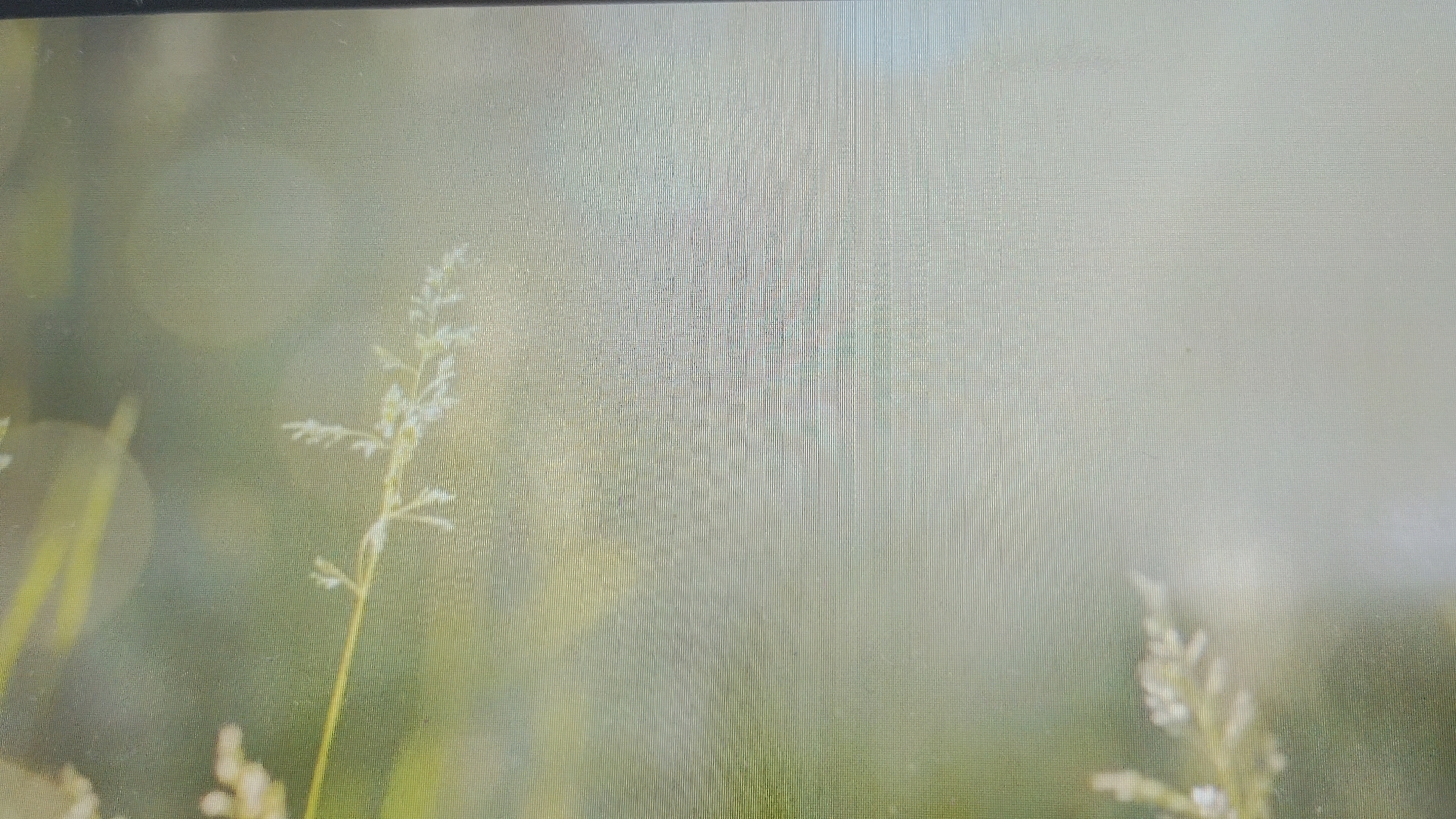 The image depicts a close-up, slightly out-of-focus view of tall grass with feathery seed heads. The background is a soft, blurred green and yellow, suggesting a natural, sunlit environment. There are no people or specific structures visible, making it impossible to determine the exact location within Smolyan, Bulgaria. The scene is serene and captures the delicate details of wild grasses.