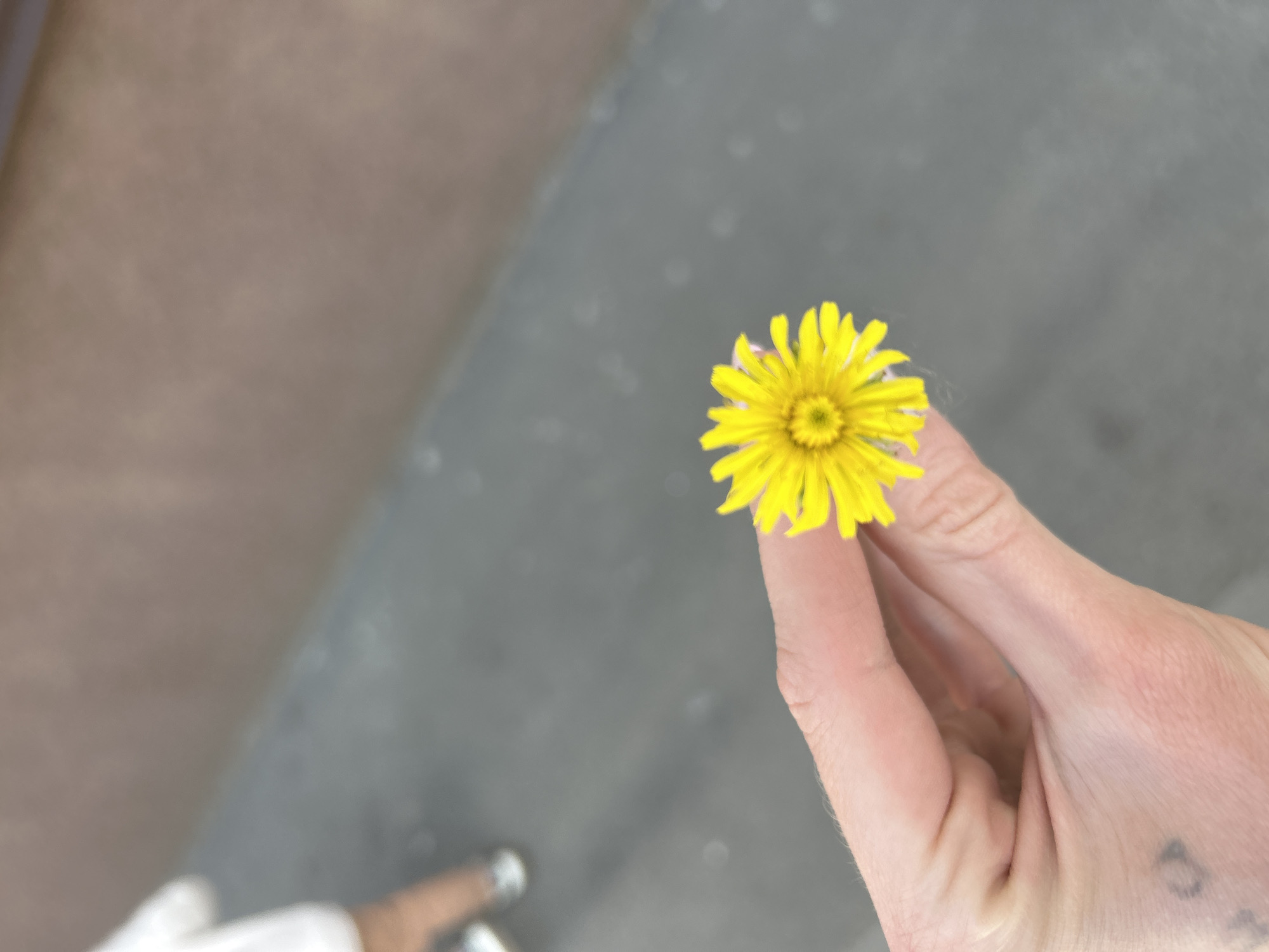 A close-up, shallow depth-of-field outdoor shot focuses on a hand holding a single yellow dandelion flower. The flower, with its numerous petals, is positioned in the foreground, slightly off-center to the right. The hand, illuminated by natural light, displays visible veins and what appears to be a small, faint dark tattoo on the palm. The background is blurred, showing a grey, paved surface, possibly a sidewalk or street, and a brown-toned wall or building facade receding into the distance. In the upper left corner of the background, out of focus, are the legs and lower torso of a person wearing white clothing and white shoes. The overall impression is one of a casual, everyday moment captured in an urban setting.