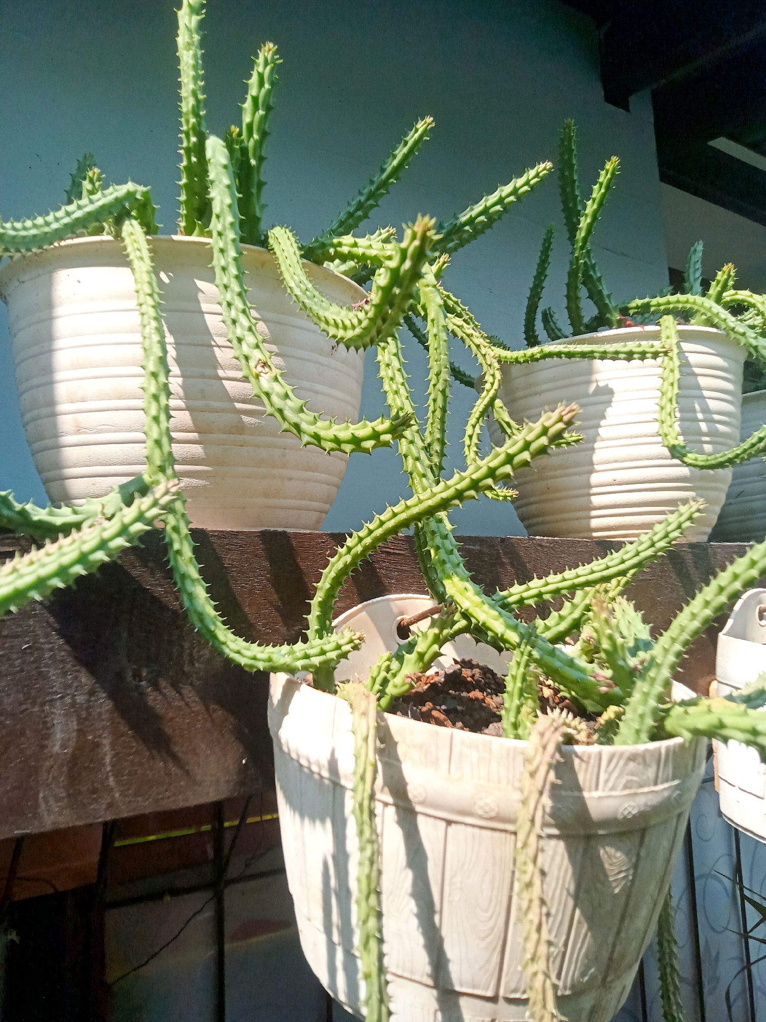 In an outdoor setting, multiple white planters hold a succulent plant with segmented, spiny green stems. The planters are arranged on a dark wooden surface. The background consists of a light blue wall with a dark overhang. The lighting suggests it is daytime with bright sunlight casting shadows.