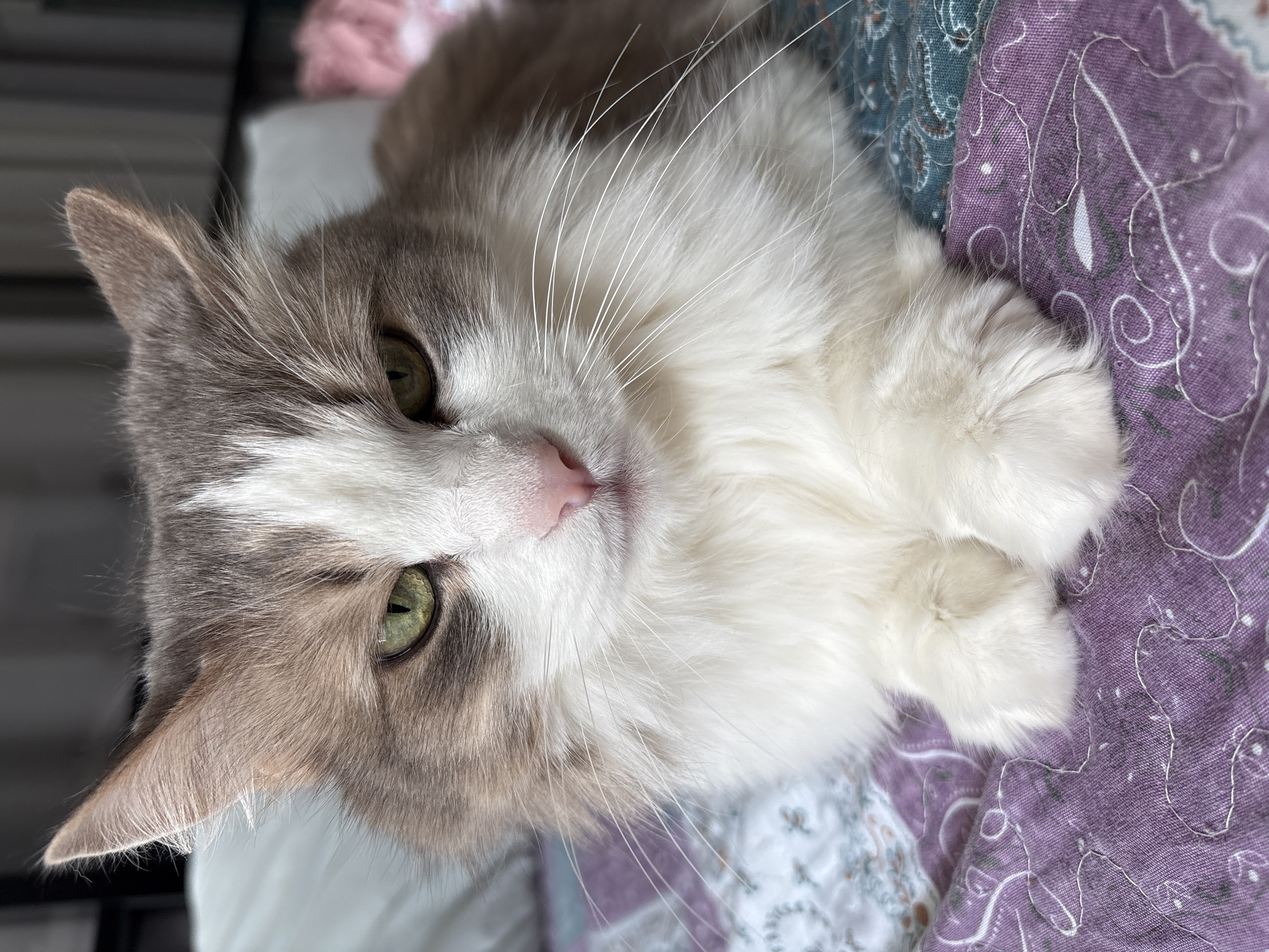 A close-up, slightly angled, portrait-oriented shot reveals a cat resting on patterned fabric. The cat has gray and white fur, with the gray concentrated on its head and one side of its face. Its eyes are green, and it has a pink nose. Its paws are tucked neatly beneath its chest. The fabric under the cat is purple and blue with a paisley-like pattern. The setting is not identifiable as being in Ulyanovsk, Russia.