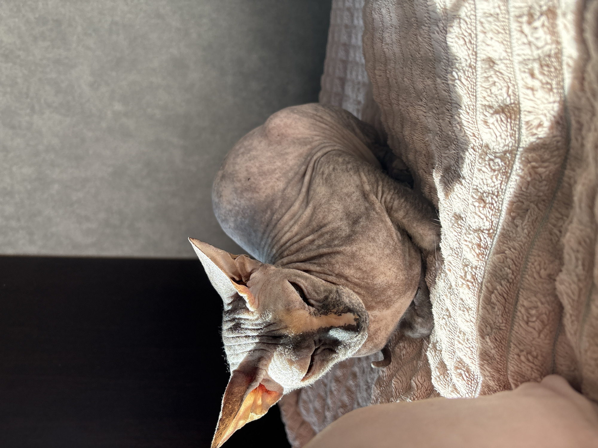 A hairless, grey Sphynx cat is curled up on a beige, textured blanket. The cat's head is in the lower left, with its ears illuminated by sunlight. The background consists of a grey wall and a dark, possibly wooden, surface. The scene appears to be indoors. No information confirms the location is in the city of Марковский, Russia.