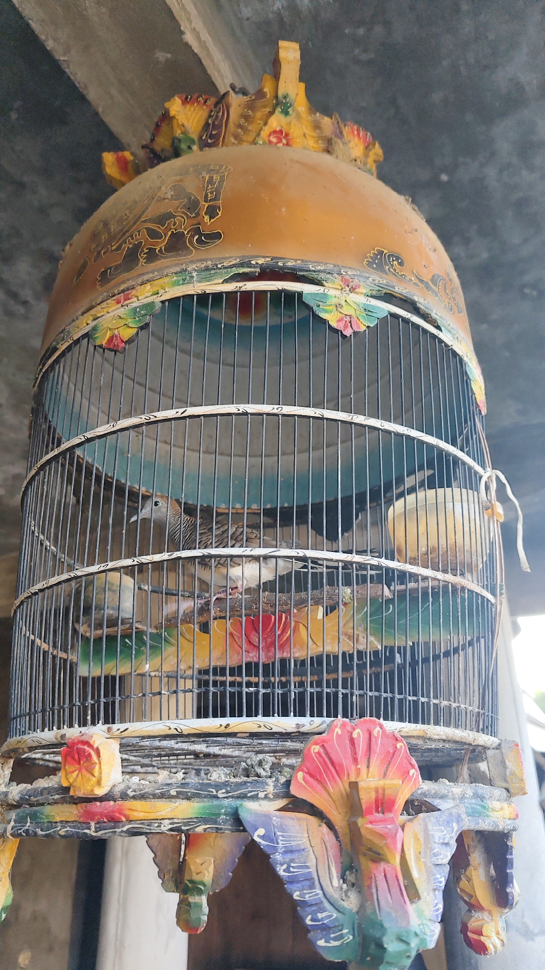 An ornate, vintage birdcage, suspended from an unseen overhead structure, is the central focus of this image. The cage is cylindrical with a domed top and a decorative base. The bars are thin and metallic, enclosing the interior space where two birds are visible. These birds appear to be of the same species, characterized by their grey and brown striped plumage. They are perched on a branch inside the cage. The cage itself is adorned with vibrant, colorful paintings, featuring floral motifs and possibly animalistic designs, particularly on the domed top and the base. Some of these painted decorations are chipped and show signs of age and wear. Dust is visible on the surfaces, suggesting the cage has not been recently cleaned. The background is out of focus, but it appears to be an outdoor or semi-outdoor setting with a concrete ceiling visible above. The location is identified as Galis, Indonesia.