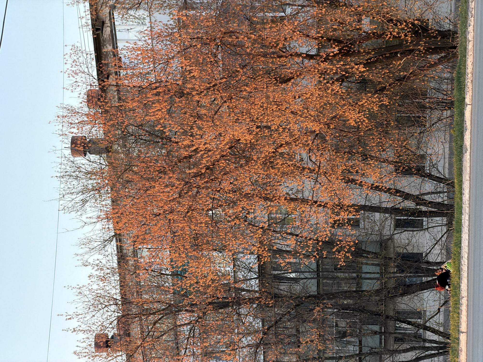 The image depicts a multi-story building in Chaikovsky, Russia, partially obscured by trees with budding orange flowers. The building has multiple windows and appears to be constructed of concrete. A street runs alongside the building, and a person is visible standing near the curb. The sky is clear and light blue.