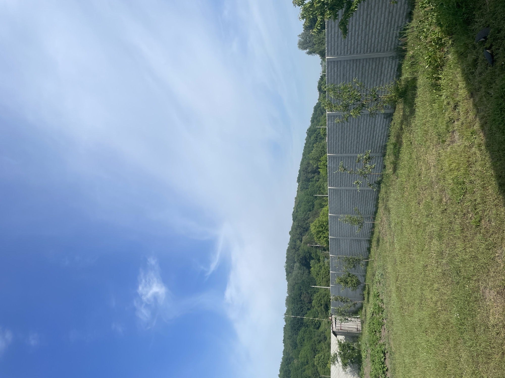 The image displays an outdoor daytime scene in Petrivka, Ukraine. The upper two-thirds of the frame reveal a bright blue sky with sparse, wispy white clouds. A distant, densely forested hill, characterized by various shades of green deciduous trees, occupies the mid-background horizon. Several utility poles are visible against the backdrop of the hill. A long, grey, modular concrete fence with a horizontal brick-like textured pattern extends across the middle ground, from left to right. A series of young, slender deciduous trees are planted in a line along the concrete fence. The foreground consists primarily of an unkempt grassy area. To the left, a small, weathered wooden shed with a closed door is visible behind a segment of a lighter-colored fence. Adjacent to the shed, a cultivated garden patch with green plants arranged in rows is present. In the lower right corner of the foreground, two dark-colored sandals are lying on the grass. No individuals are present or engaged in any discernible actions. The scene is illuminated by direct sunlight, casting subtle shadows.