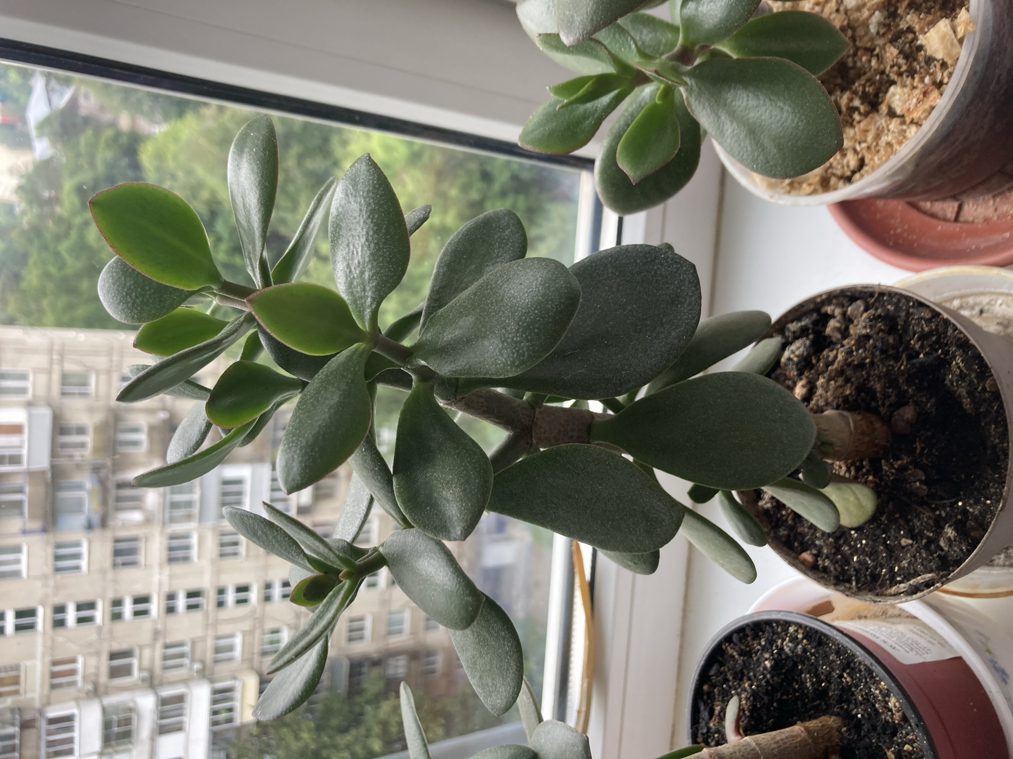 The image shows a close-up of a jade plant (Crassula ovata) in a pot, placed on a windowsill. The plant has thick, fleshy green leaves with reddish edges. The pot is filled with dark soil. In the background, a blurry view of apartment buildings and trees can be seen, suggesting an urban environment. The location is identified as Monino, Russia. There are no people or actions depicted in the image.