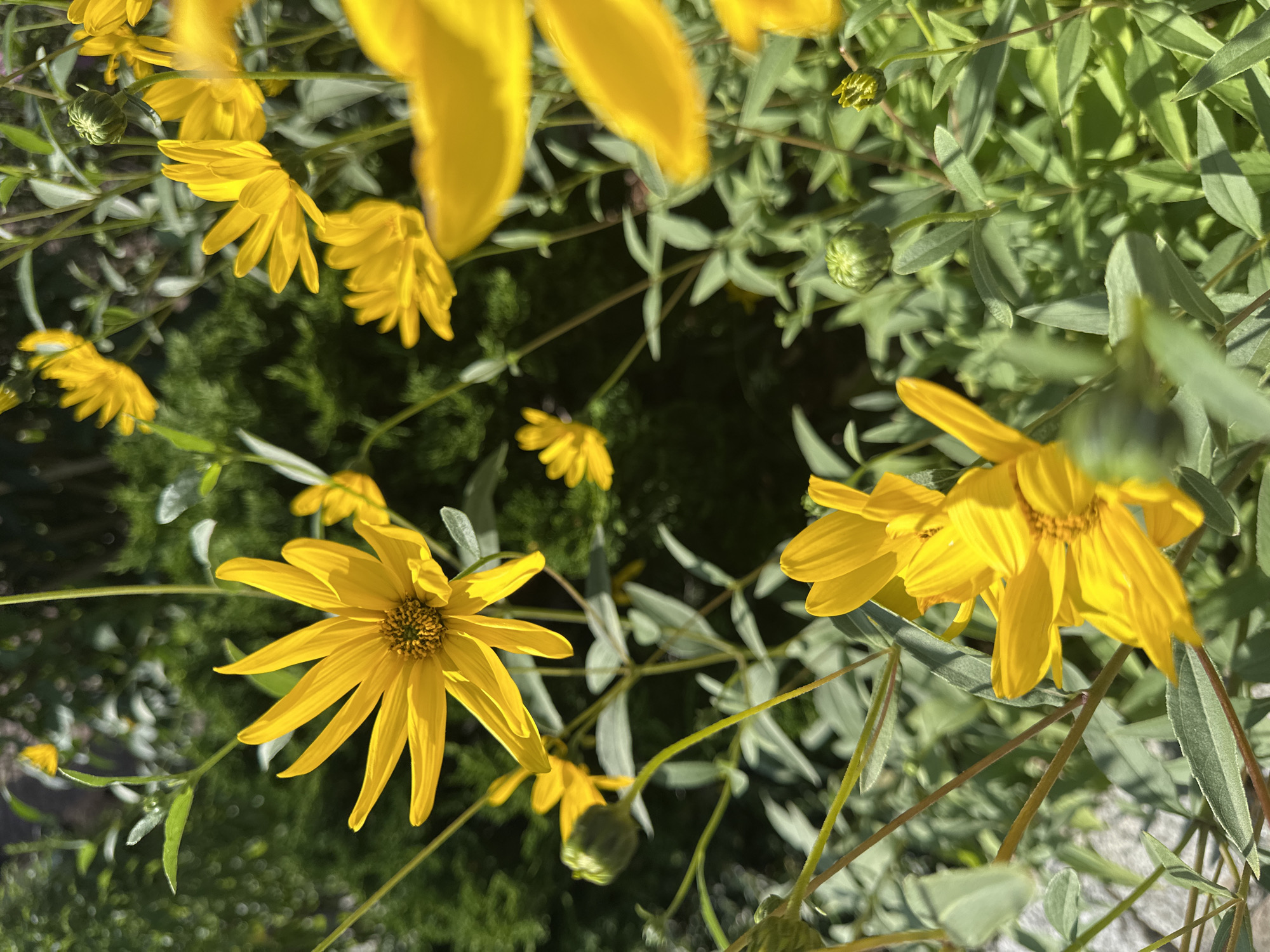 A close-up, eye-level shot captures a cluster of bright yellow flowers with slender, pointed petals and dark centers, some in full bloom and others as buds, nestled amongst lush green foliage and thin stems. The scene appears to be outdoors in a garden setting, possibly in Krefeld, Germany, given the natural light and plant life. The background is softly blurred, hinting at other greenery and perhaps some sunlight filtering through. No people or distinct urban structures are visible, focusing solely on the botanical subject matter.