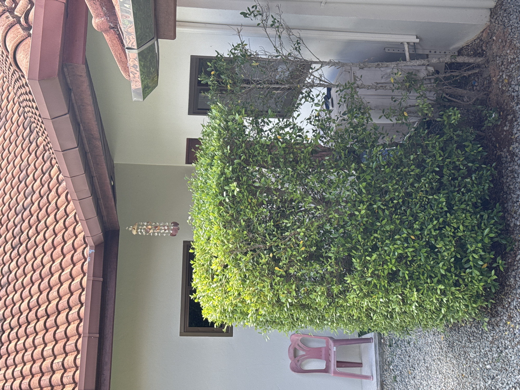The image depicts an outdoor scene, likely in a courtyard or garden, near a building. The location is Rawai, Thailand.
The building has a roof with red-brown tiles and white walls. There are dark-framed windows visible. Hanging from the eaves is a wind chime made of shells.
A large, dense bush dominates the center of the frame, partially obscuring the building behind it. Next to the bush, on a gravel surface, is a pink plastic chair. The gravel extends to the right of the bush. A thinner, more sparse tree is also visible behind the dense bush.